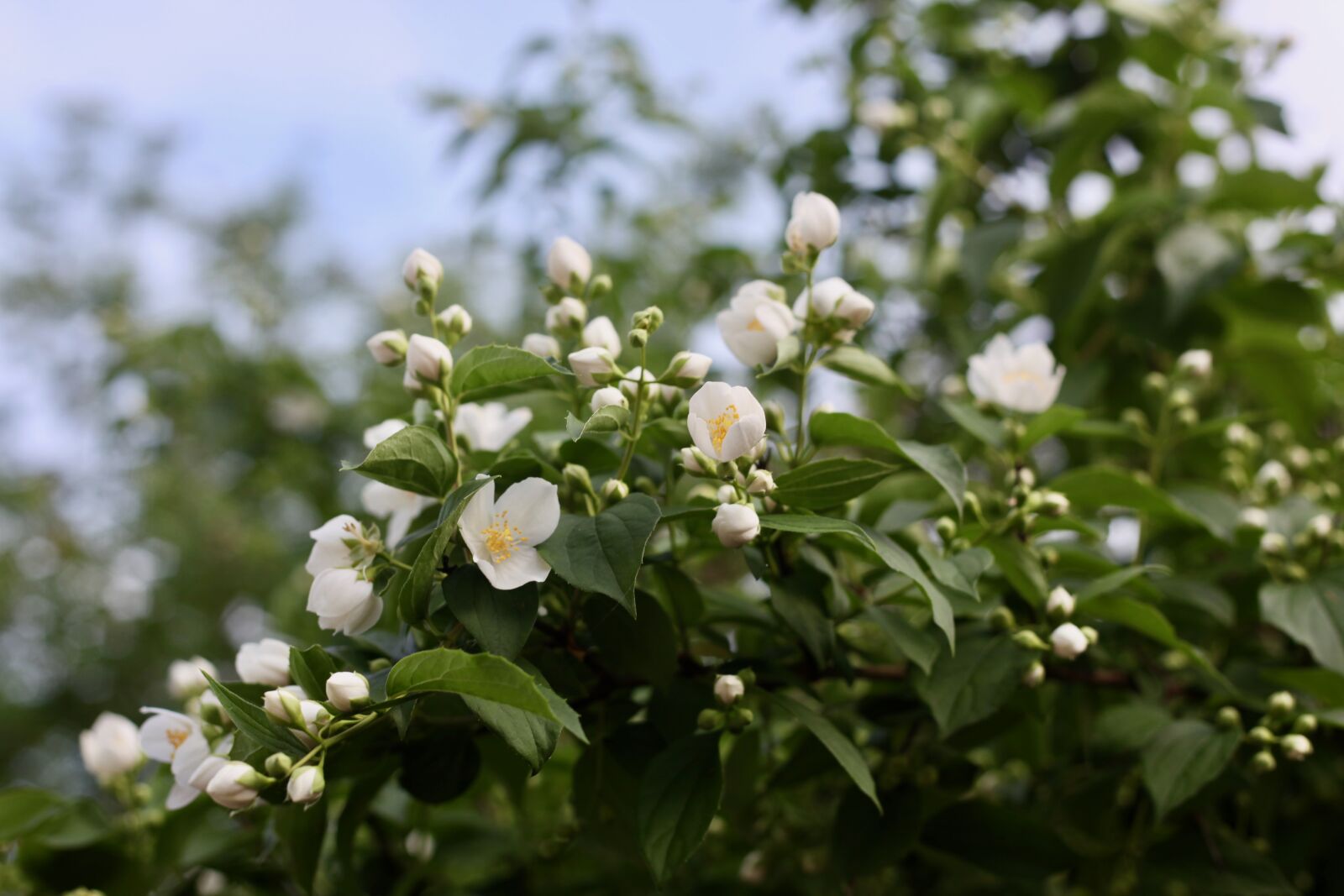 Canon EOS 5D Mark II sample photo. Jasmin, white jasmine, jasmine photography