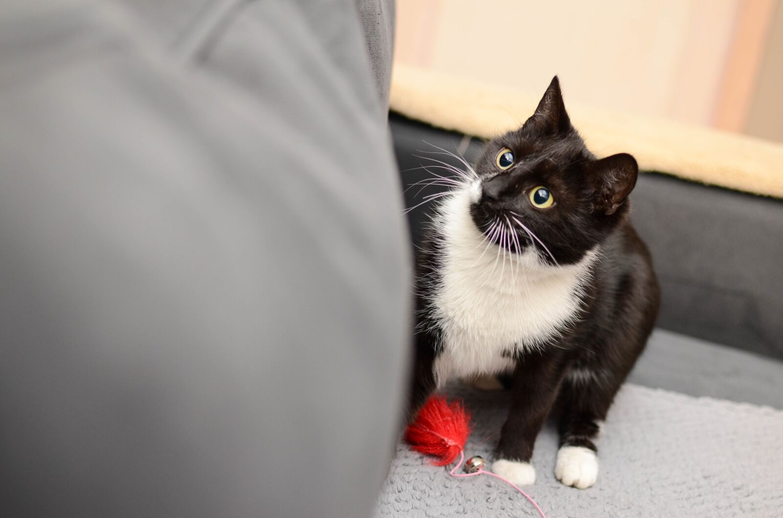Nikon D7000 sample photo. Cat, domestic cat, dachowiec photography