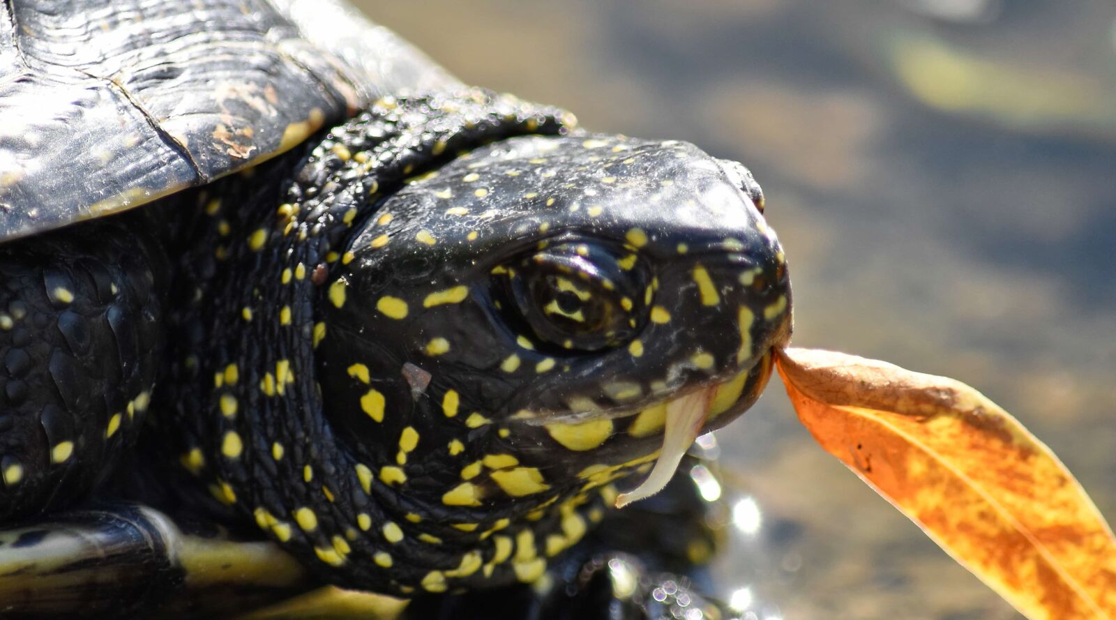 Nikon D5500 sample photo. Eating, reptile, turtle, wildlife photography