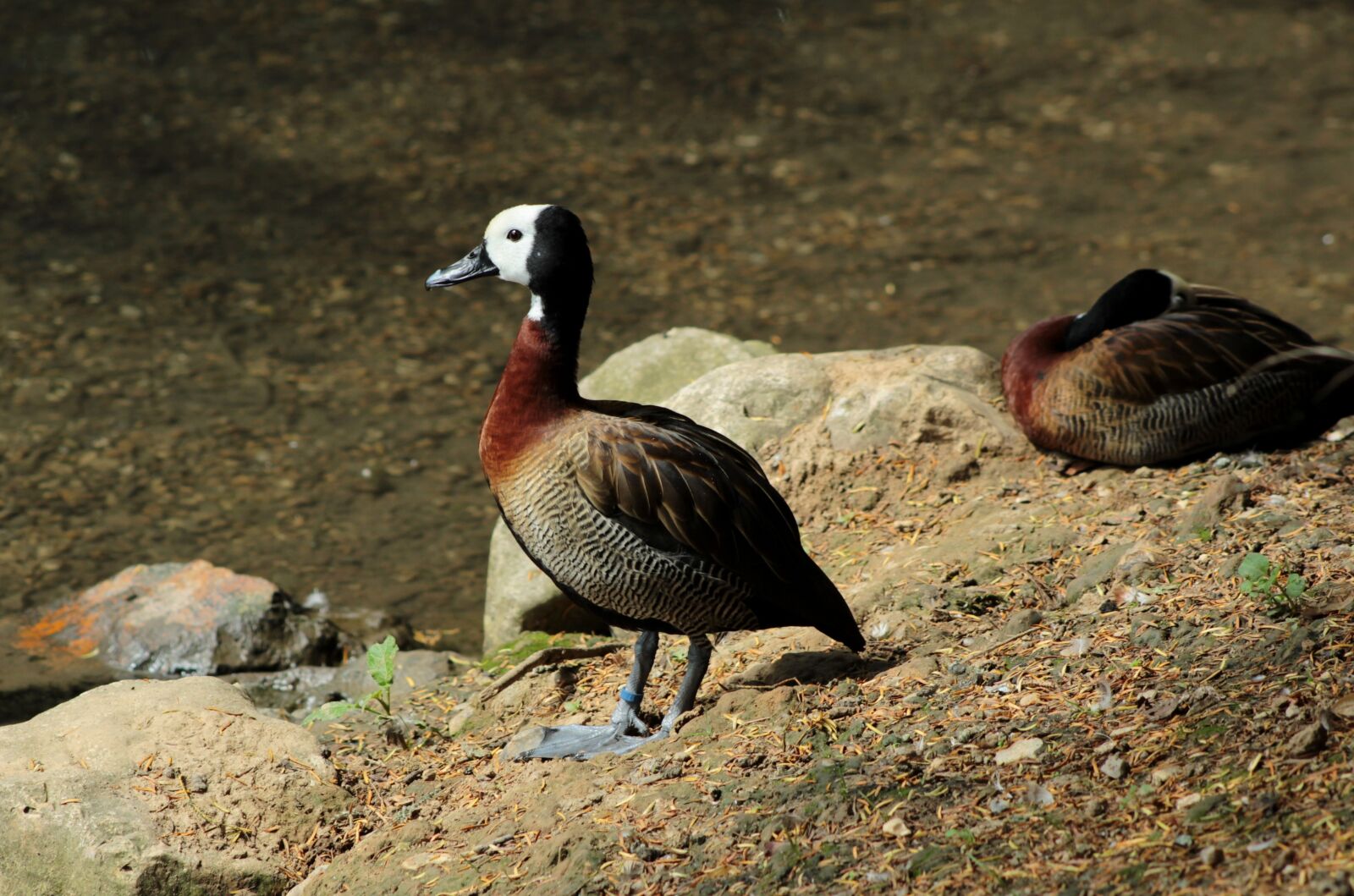 Canon EOS 600D (Rebel EOS T3i / EOS Kiss X5) sample photo. Duck, waterfowl, bird photography