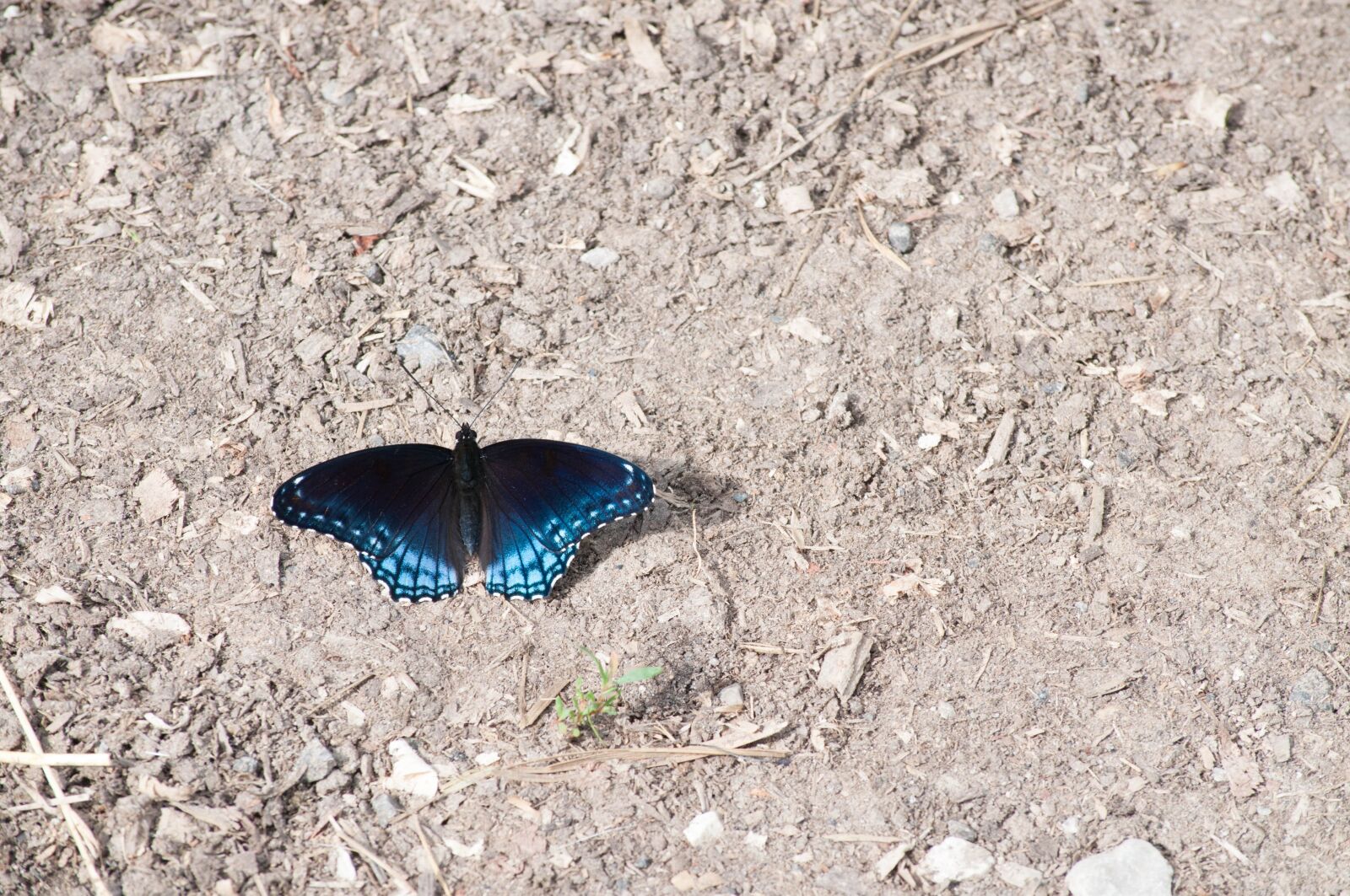 Nikon D5000 sample photo. Butterfly, nature, insect photography