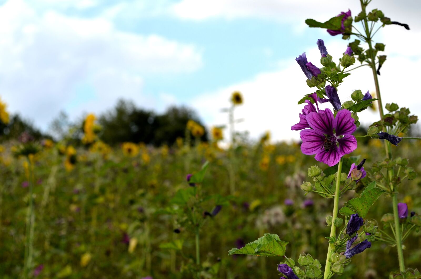 Nikon D5100 sample photo. Flowers, flower meadow, meadow photography