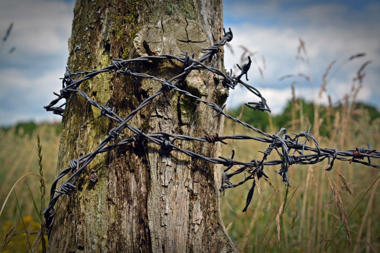 Nikon D5200 sample photo. Barbed wire, fence post photography