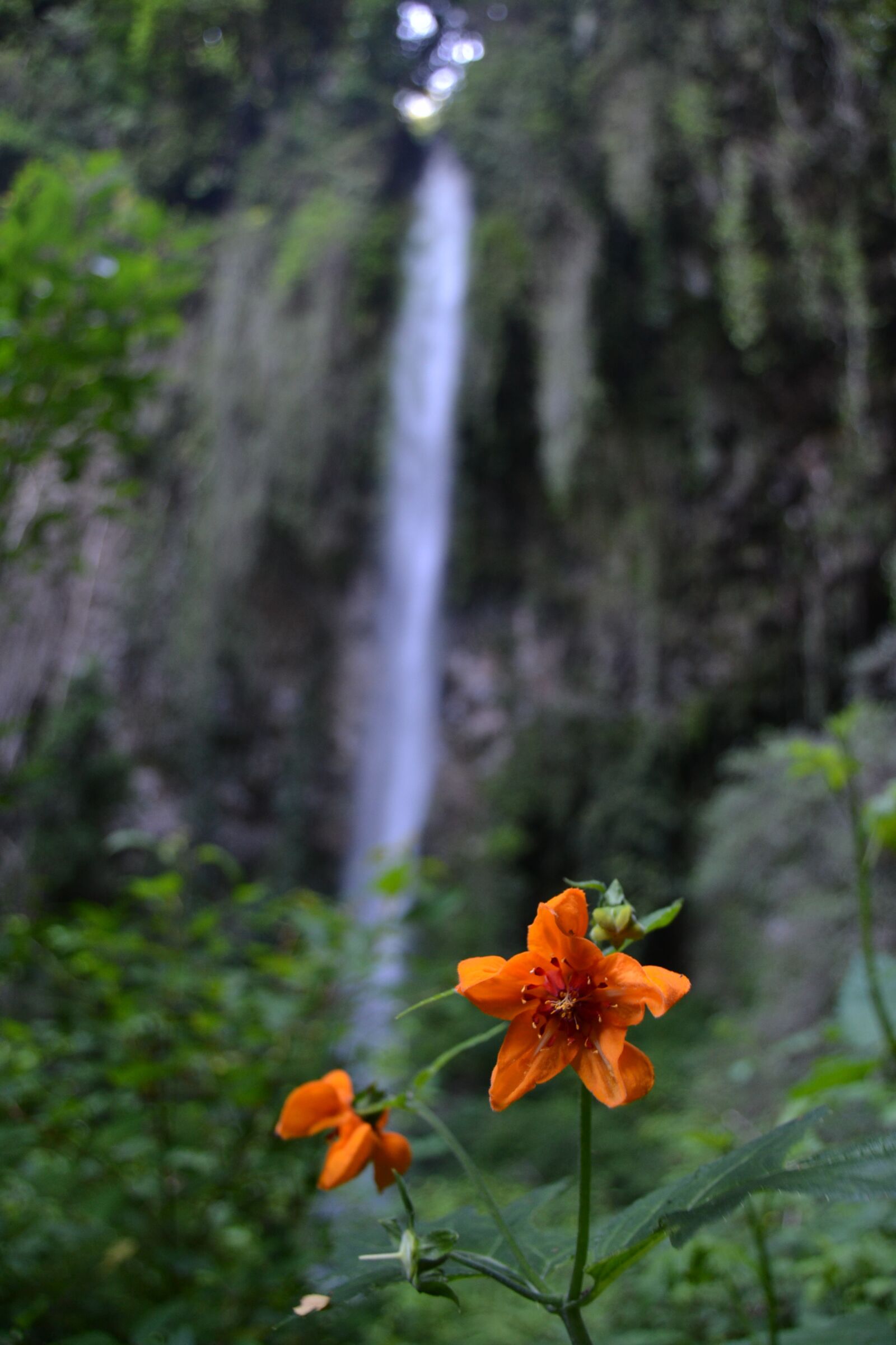 Nikon D3100 sample photo. Waterfall, flower, landscape photography