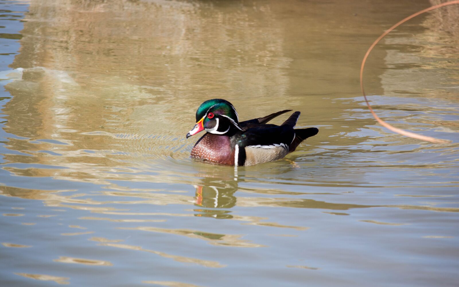 Canon EOS 700D (EOS Rebel T5i / EOS Kiss X7i) sample photo. Water, bird, wood duck photography