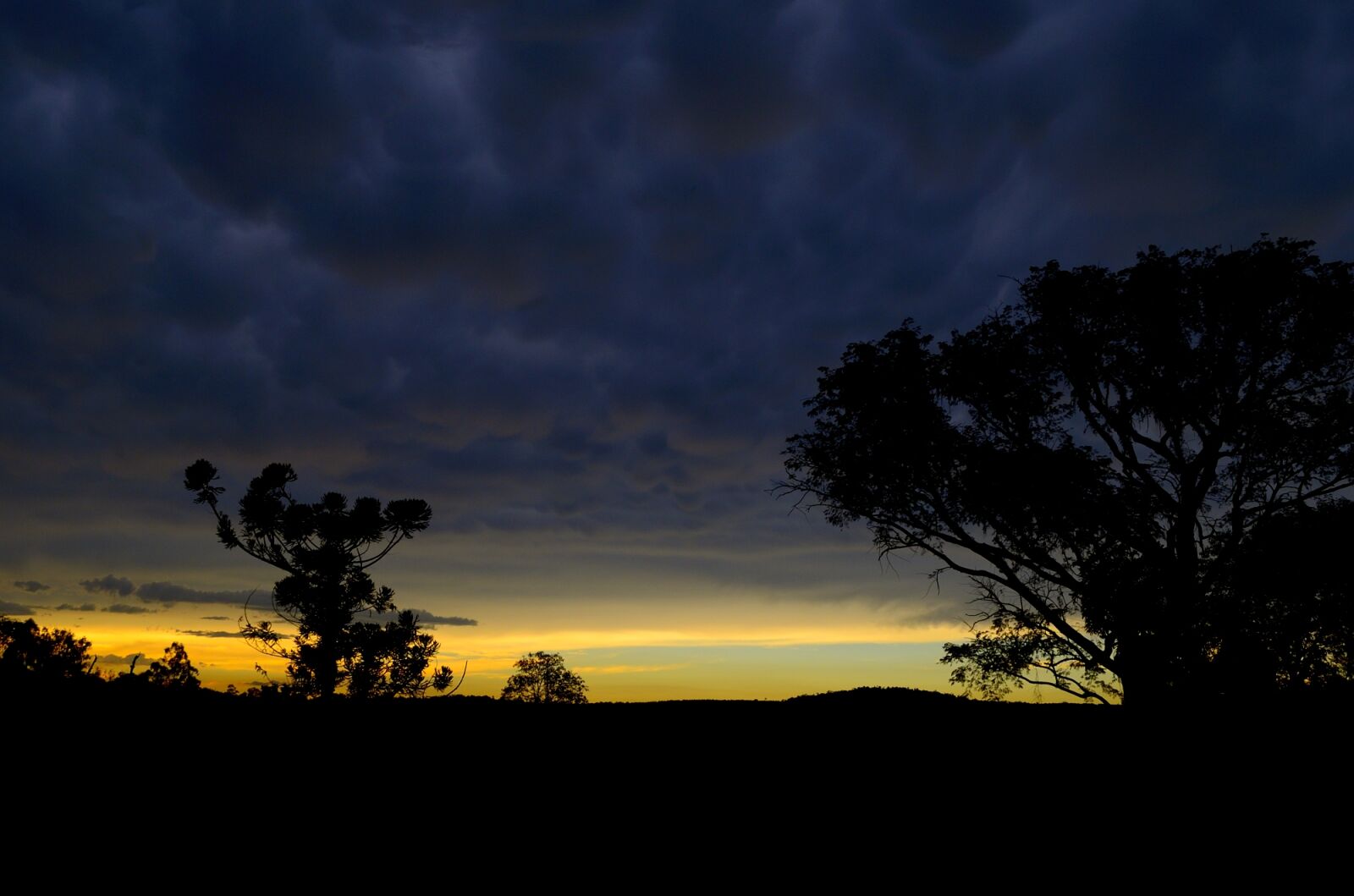 Nikon D5100 sample photo. Trees, silhouette, during, sunset photography