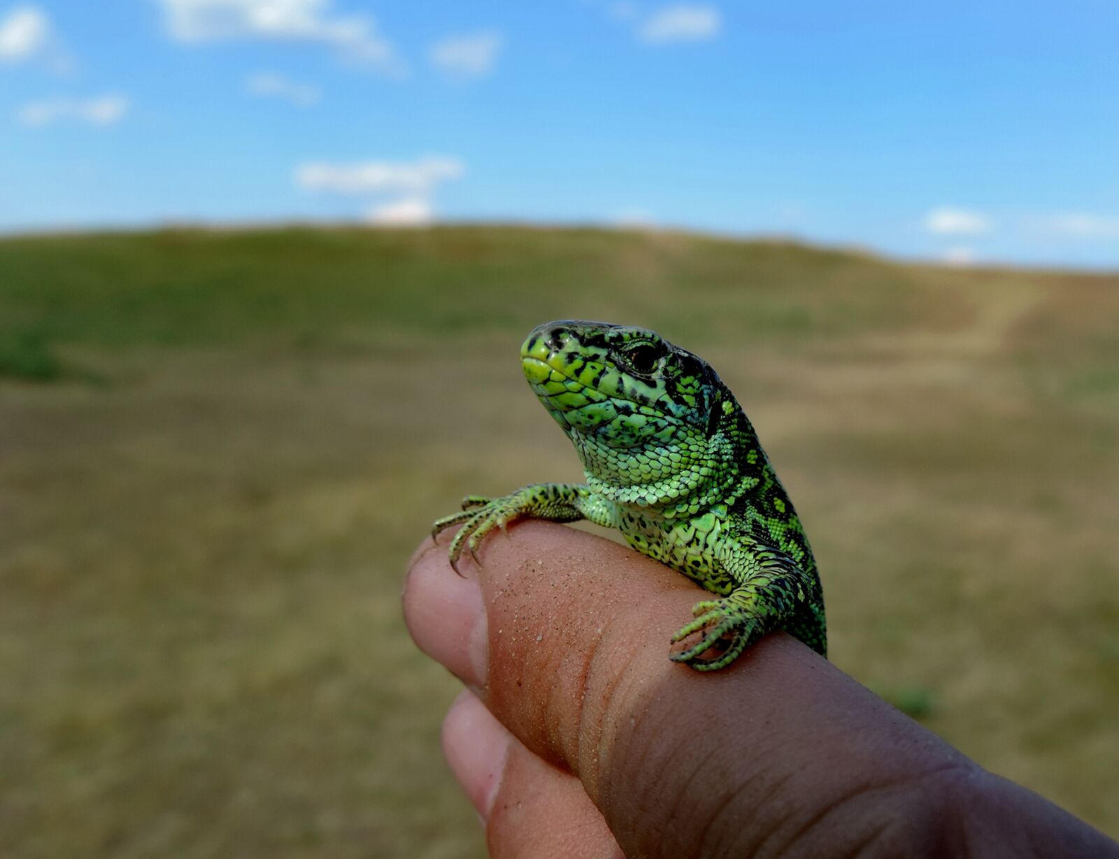 Nikon Coolpix P520 sample photo. Green, lizard, nature photography