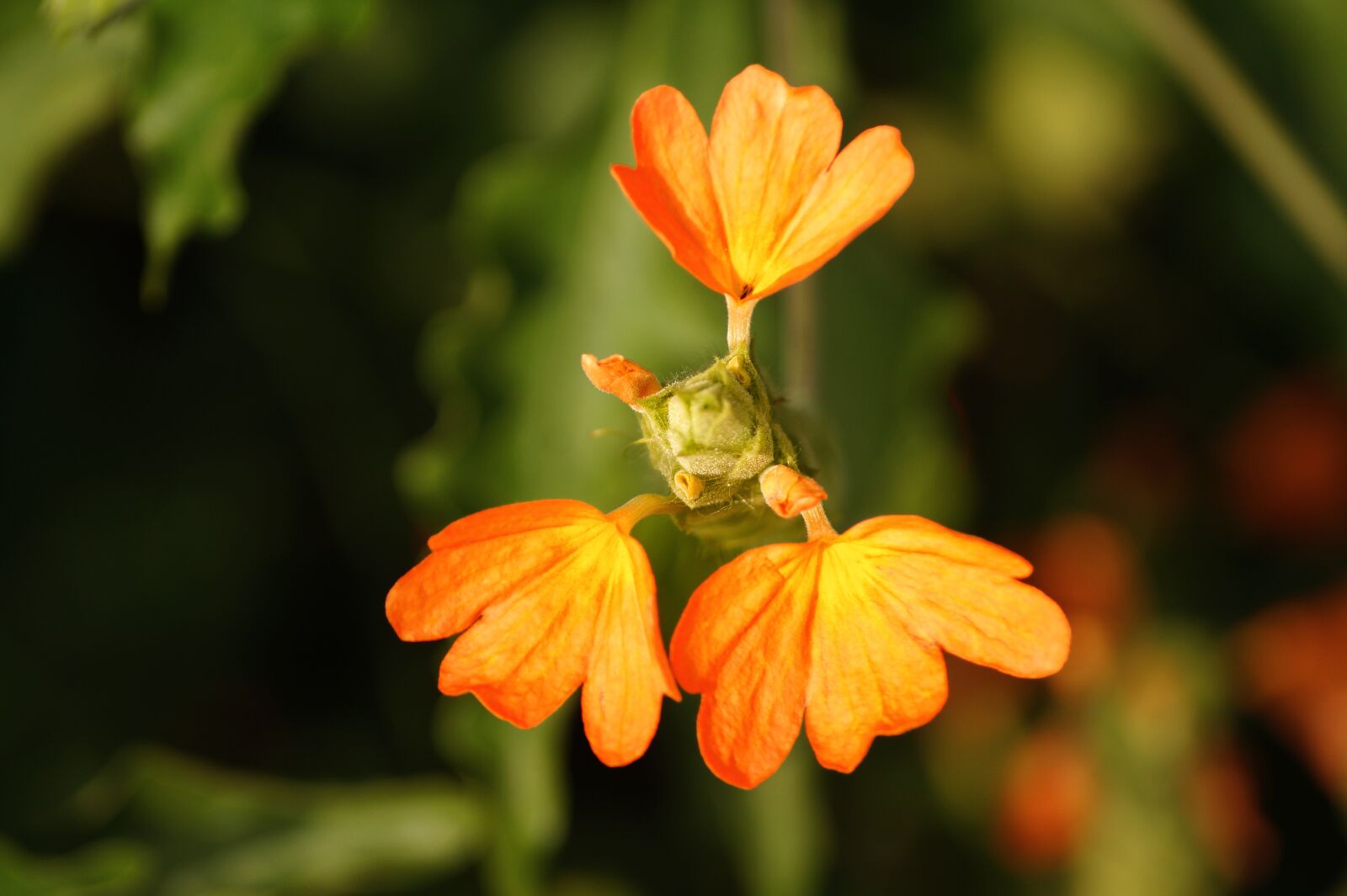 Sony SLT-A58 + Sony DT 55-200mm F4-5.6 SAM sample photo. Firecracker flowers, orange flowers photography