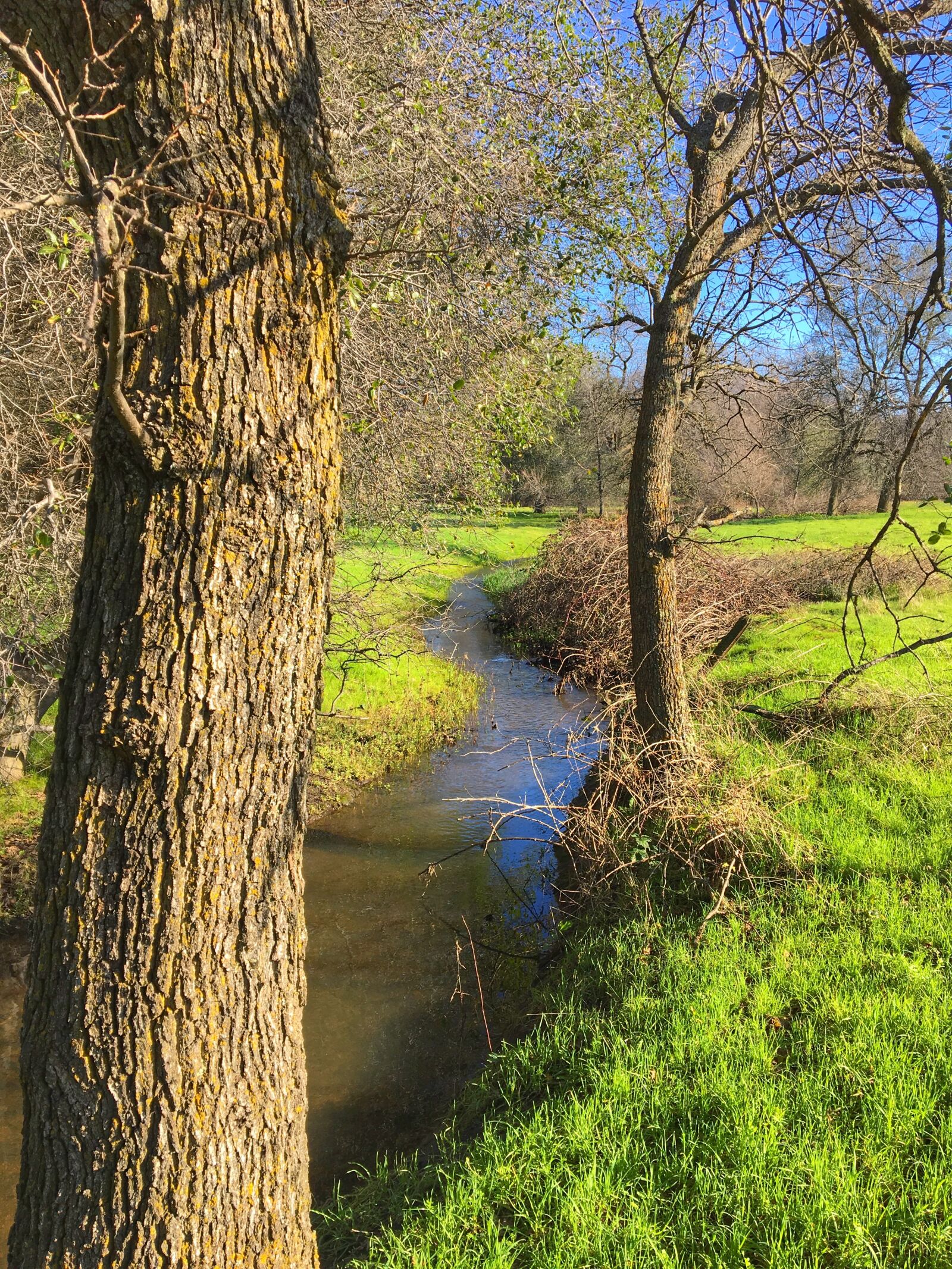 Apple iPhone 6s sample photo. Landscape, spring, tree photography