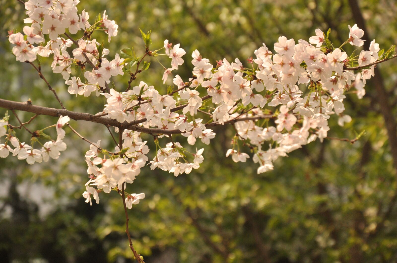 Nikon D90 sample photo. Peach blossom, woods, flower photography