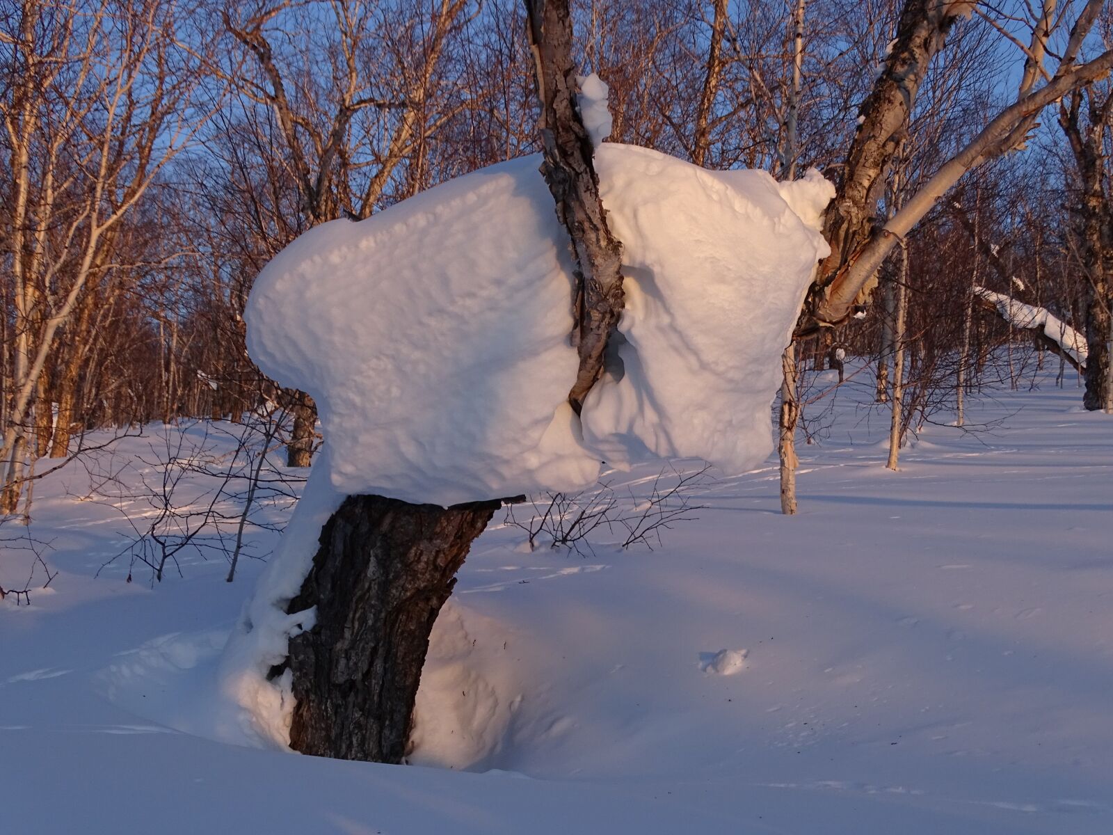 Sony DSC-HX400 sample photo. Forest, snowdrift, snow cap photography