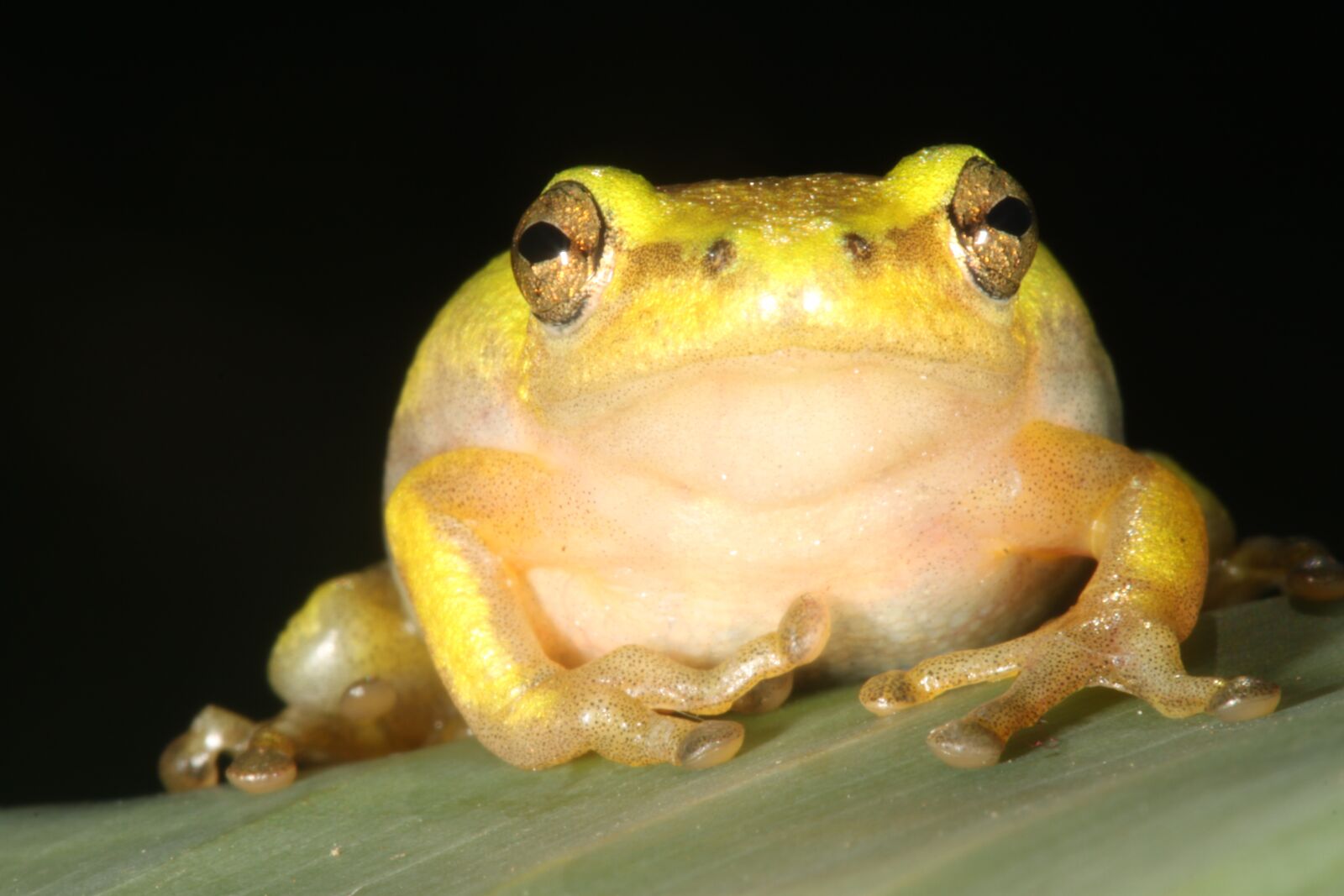 Canon EOS 500D (EOS Rebel T1i / EOS Kiss X3) sample photo. Frog, durban, south africa photography