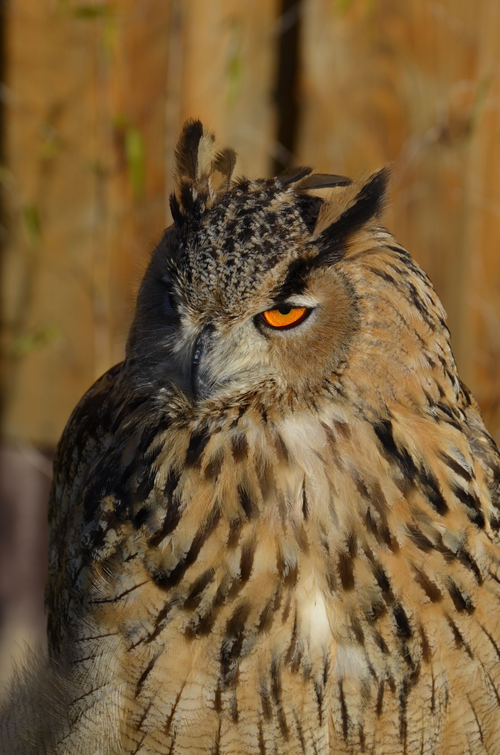 Nikon D5100 sample photo. Owl, snowy owl, bird photography