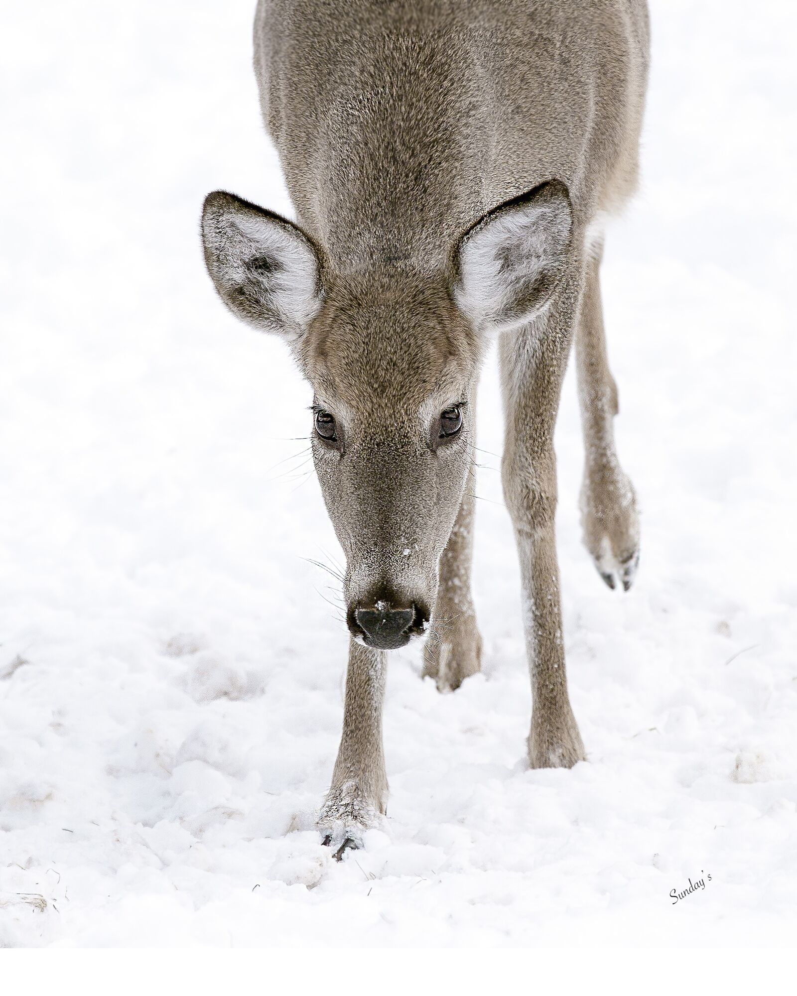 Canon EOS 7D + Canon EF 70-200mm F2.8L IS II USM sample photo. Deer, animal, winter photography