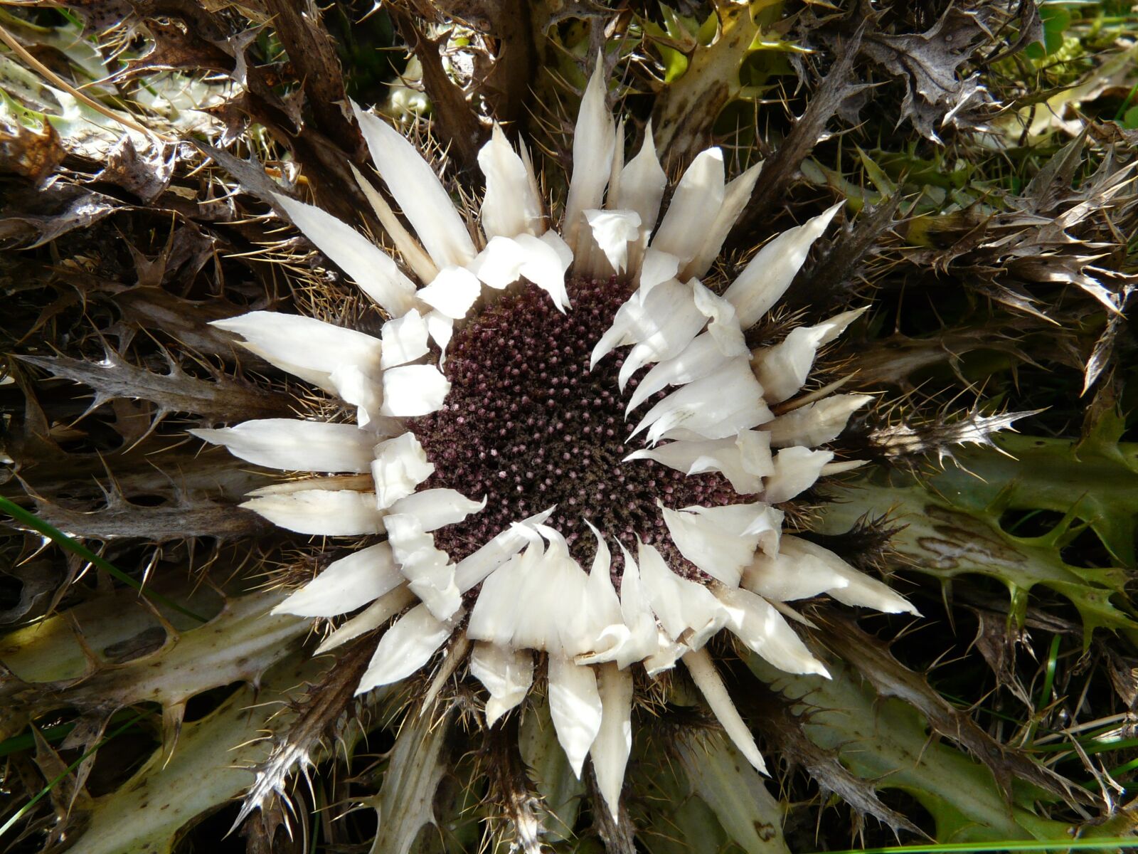 Panasonic DMC-FZ18 sample photo. Silver thistle, carlina acaulis photography