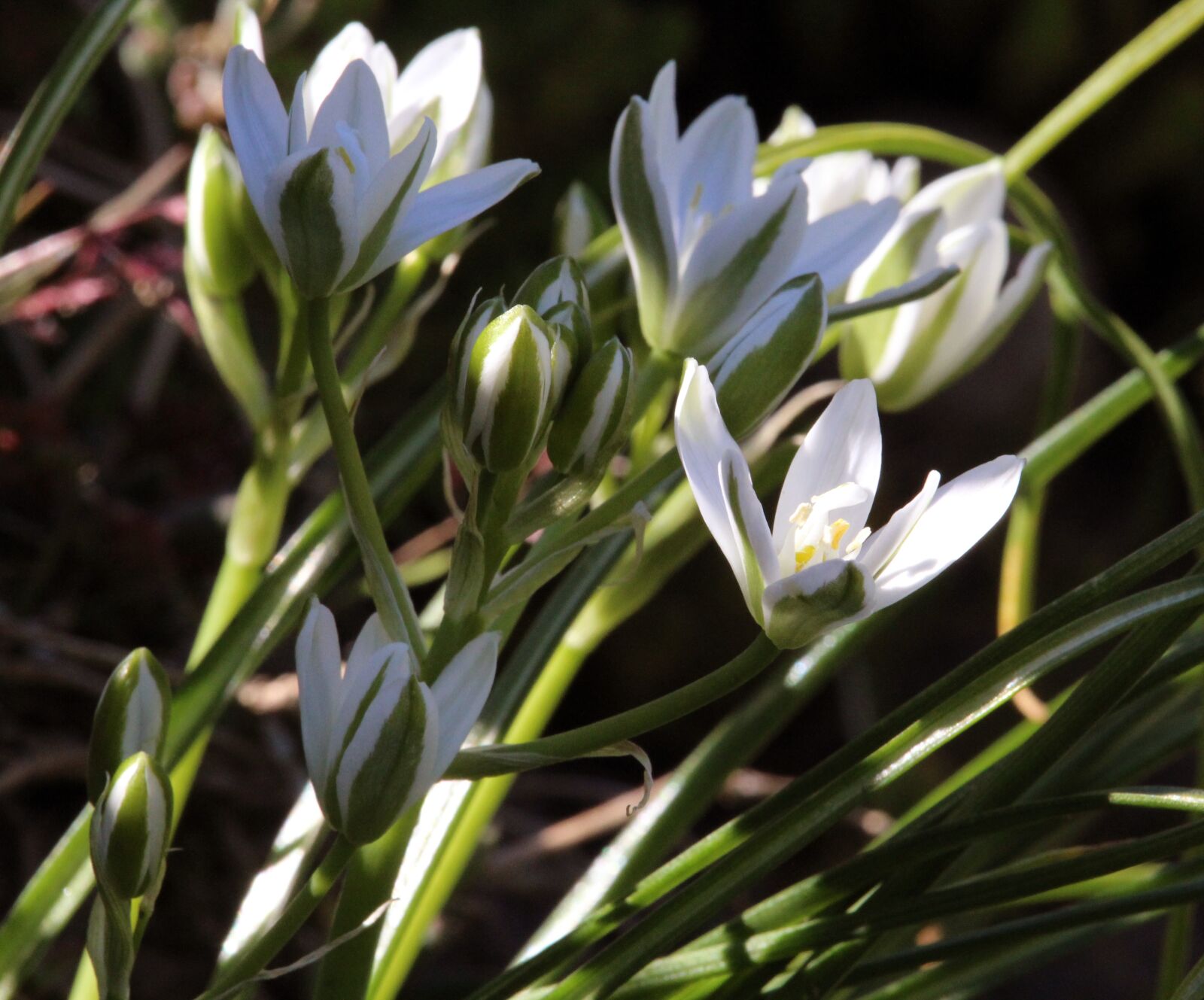 Canon EF-S 55-250mm F4-5.6 IS STM sample photo. Blossom, bloom, white photography