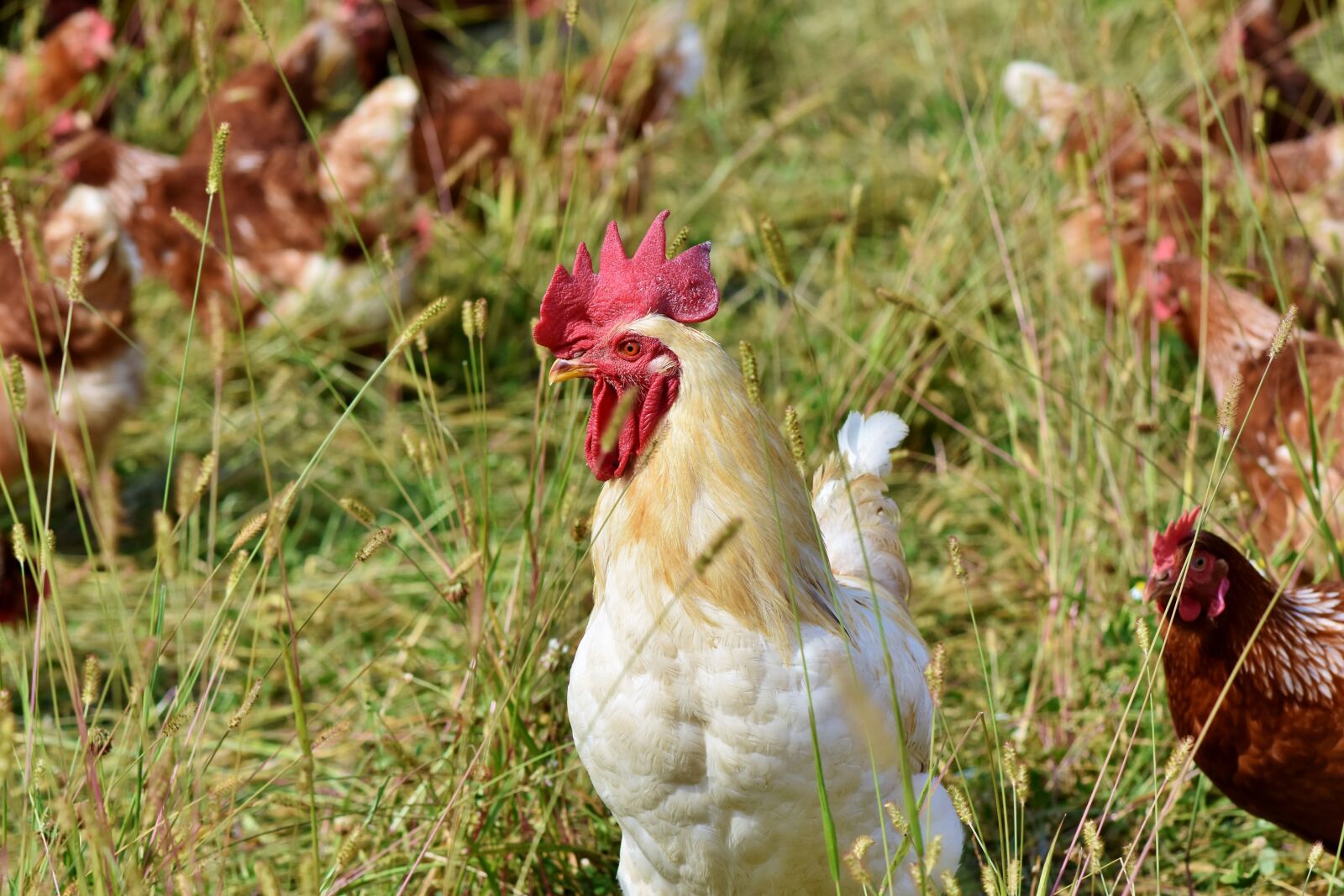 Nikon D7200 sample photo. Hahn, crow, poultry photography