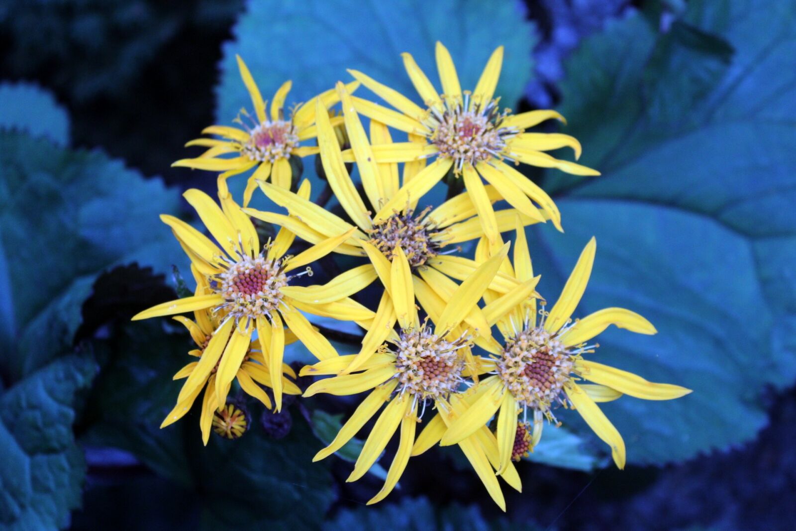 Canon EOS 1200D (EOS Rebel T5 / EOS Kiss X70 / EOS Hi) sample photo. Flowers, garden, yellow photography
