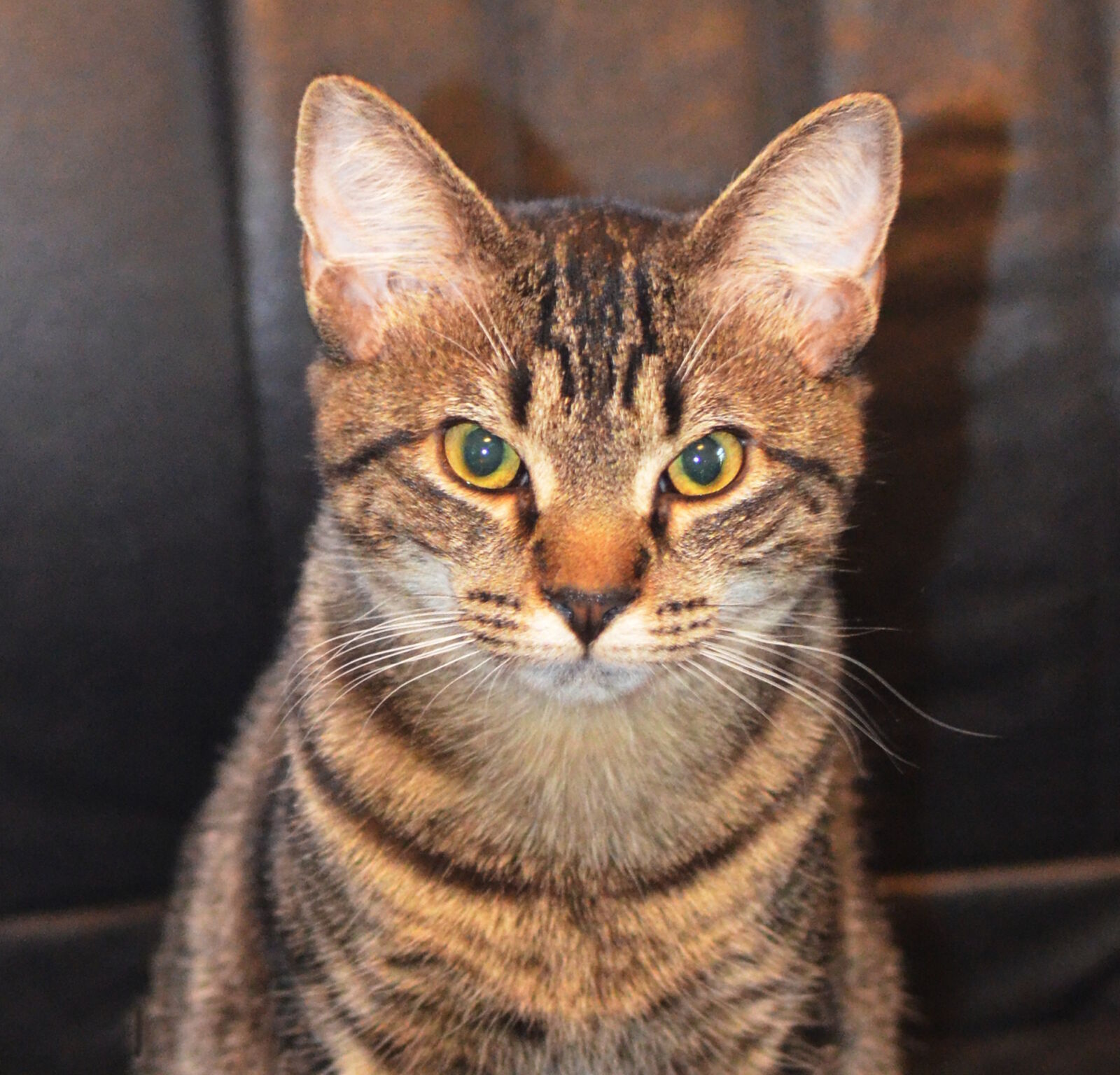 Nikon D5100 + Nikon AF-S DX Nikkor 35mm F1.8G sample photo. Animals, cat, feline, kitten photography