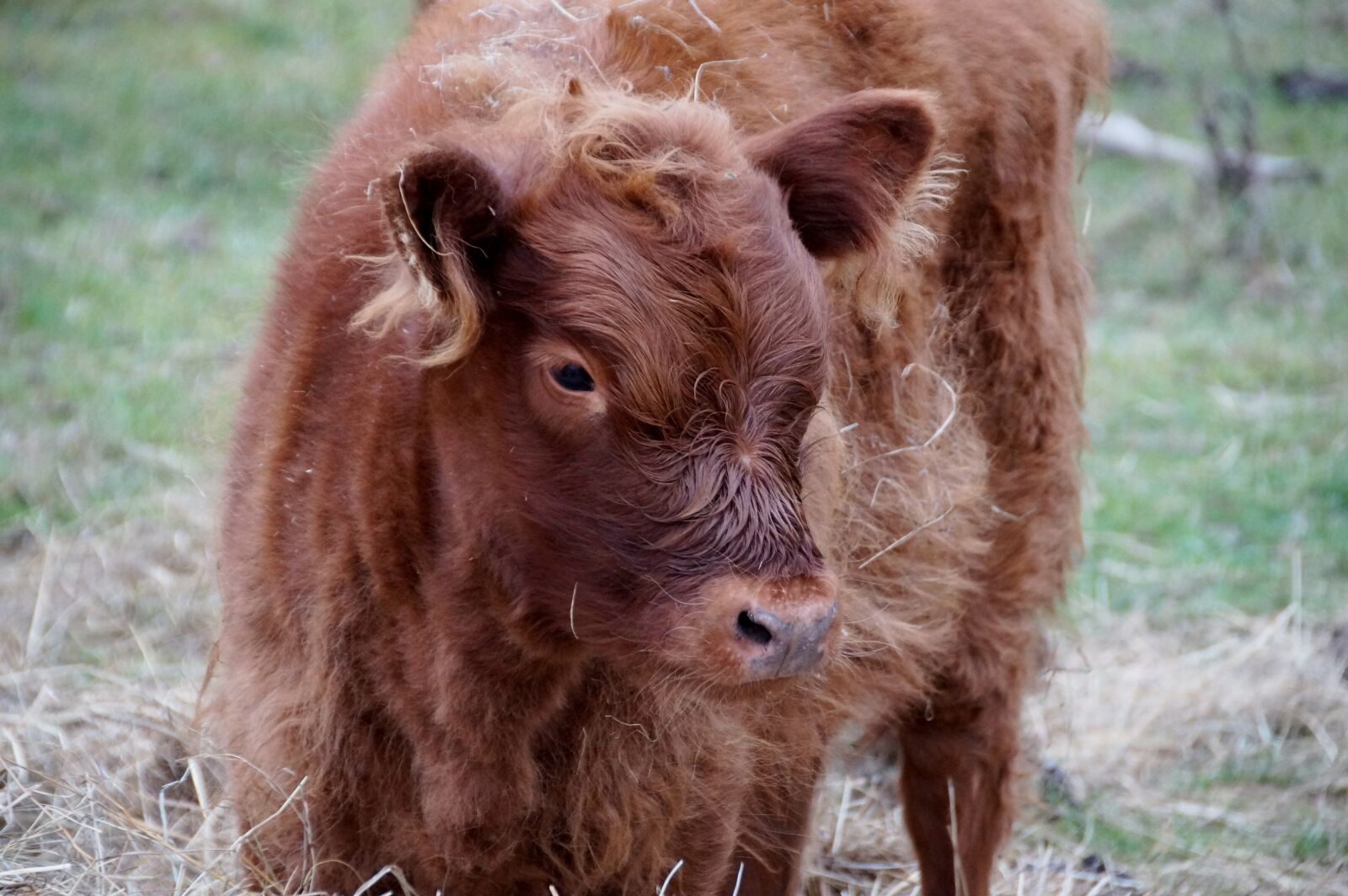Sony SLT-A58 sample photo. Cow, calf, cub photography