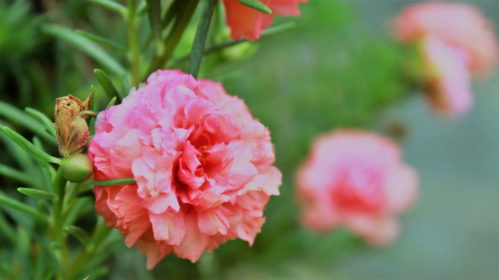 Canon EOS 1300D (EOS Rebel T6 / EOS Kiss X80) sample photo. Pink, flower, nature photography