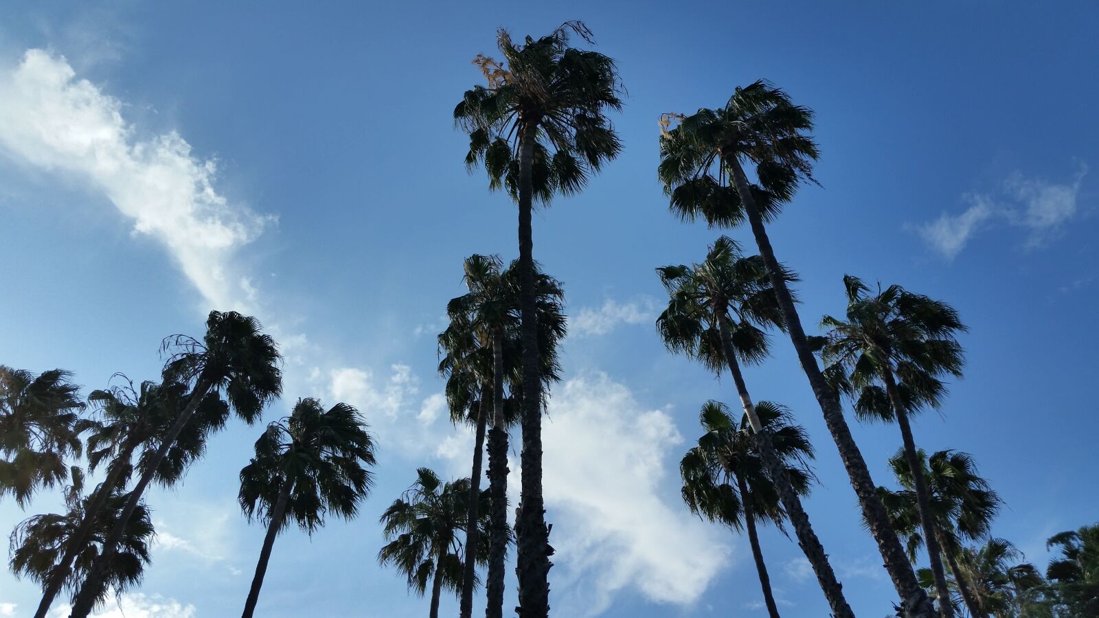 Samsung Galaxy S5 sample photo. Palm trees, sky, cloud photography