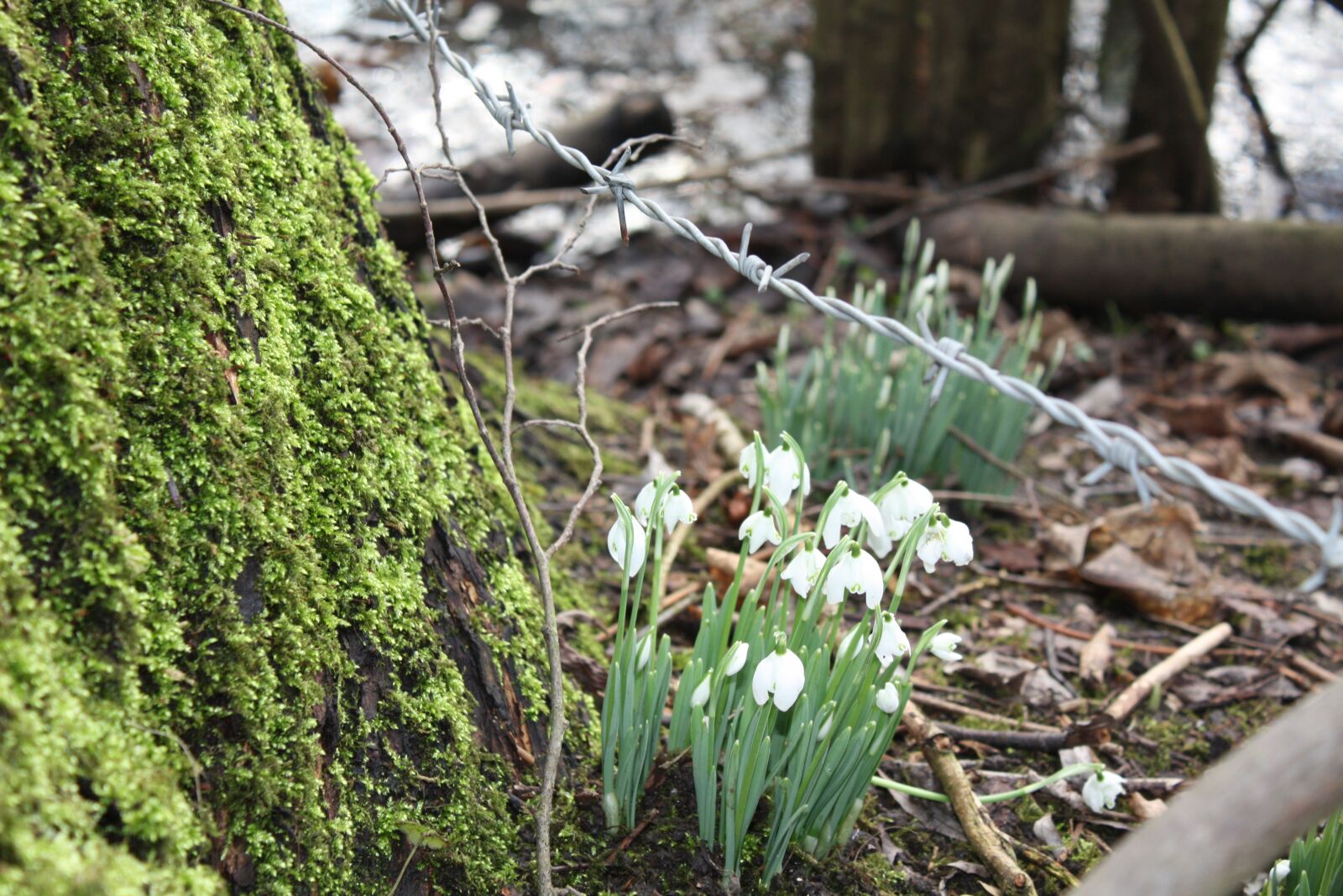 Canon EOS 450D (EOS Rebel XSi / EOS Kiss X2) sample photo. Snowdrop, tree, bark photography