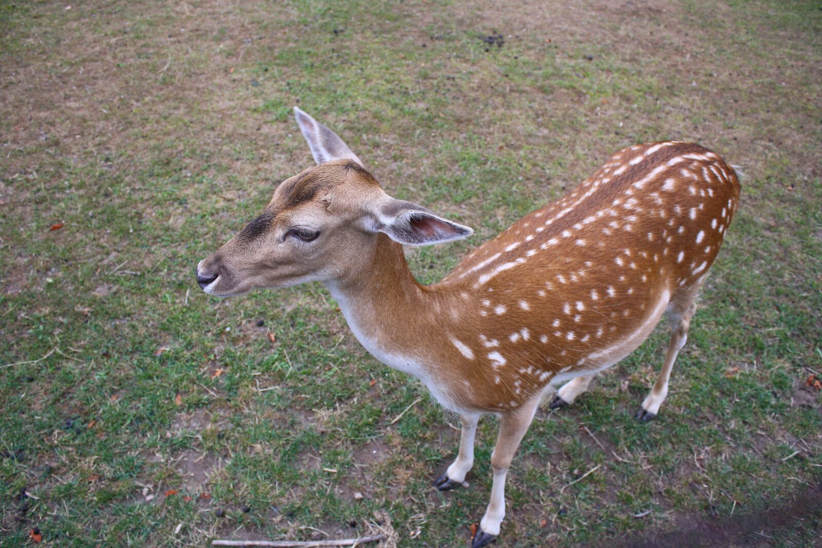 Canon EOS 1000D (EOS Digital Rebel XS / EOS Kiss F) sample photo. Roe deer, forest animal photography