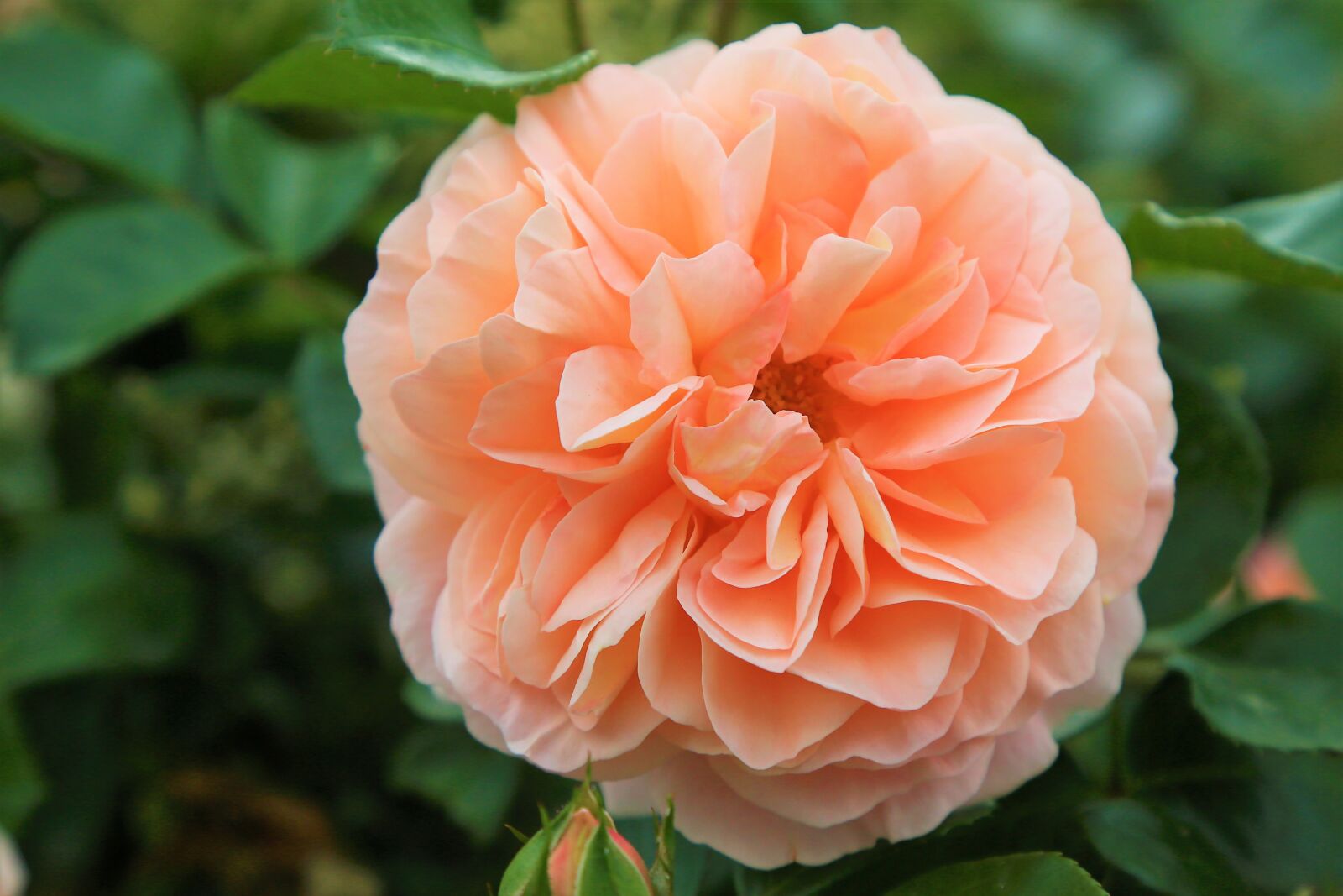 Canon EF 24-105mm F4L IS USM sample photo. Rose, spring, nature photography