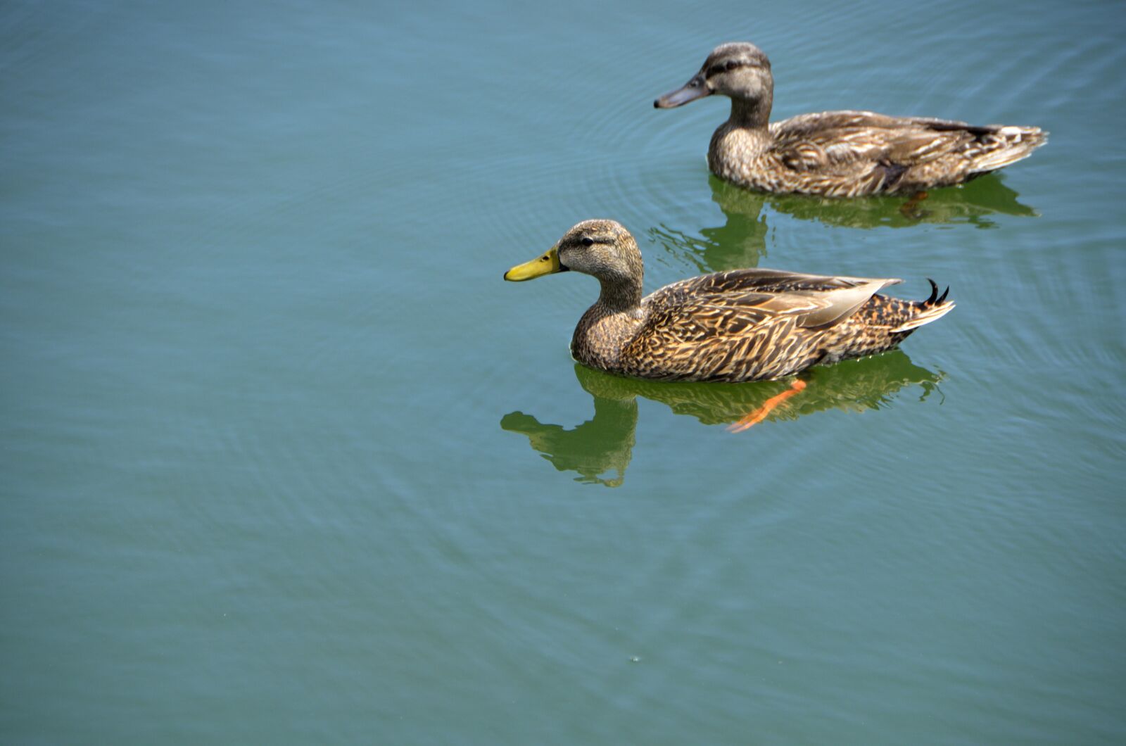 Nikon D7000 sample photo. Wild ducks, wading, animal photography