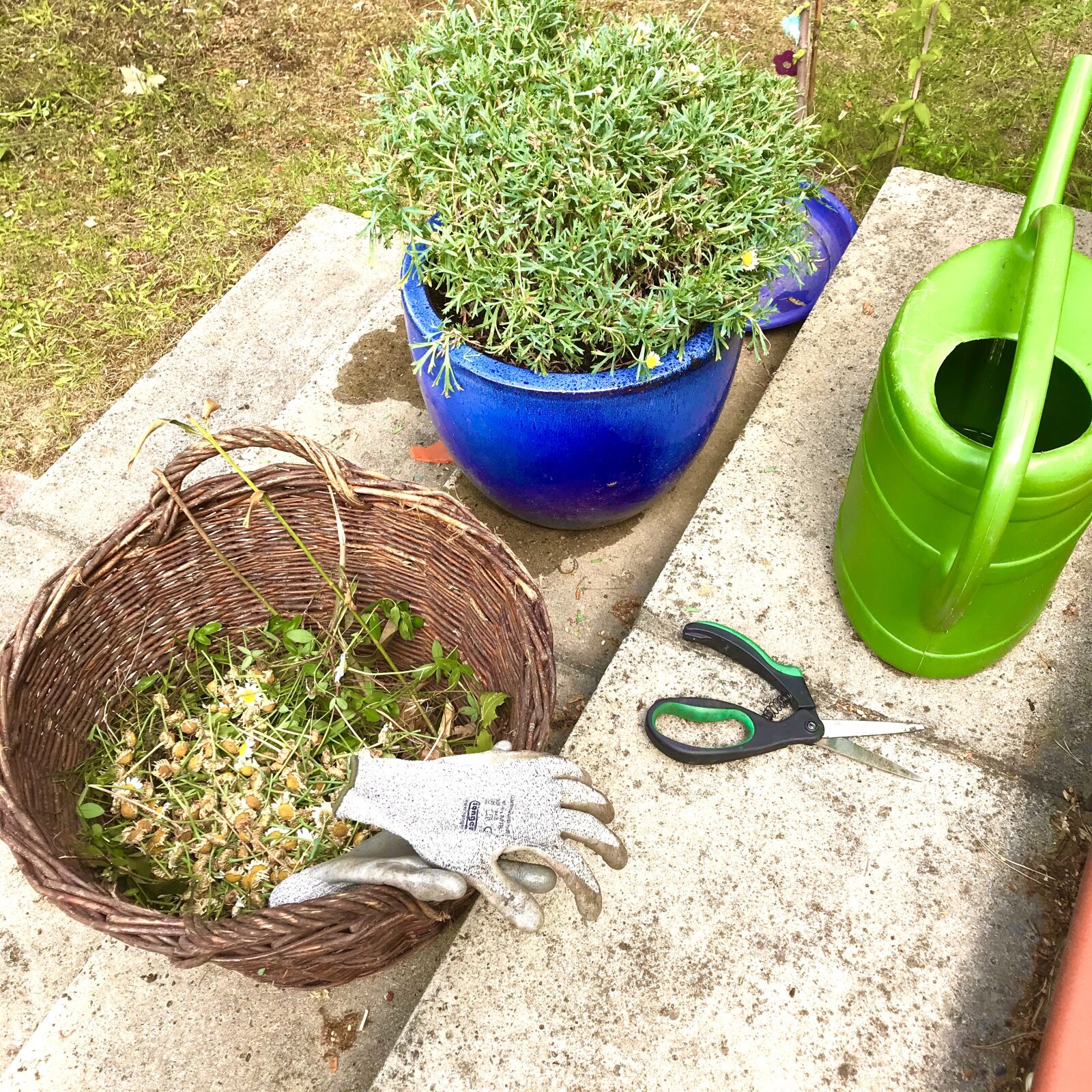 iPhone 7 back camera 3.99mm f/1.8 sample photo. Garden, watering can, gardening photography