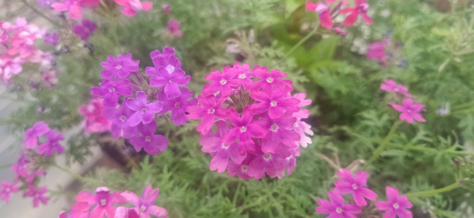 OPPO F11 sample photo. Flowers, garden, nature photography