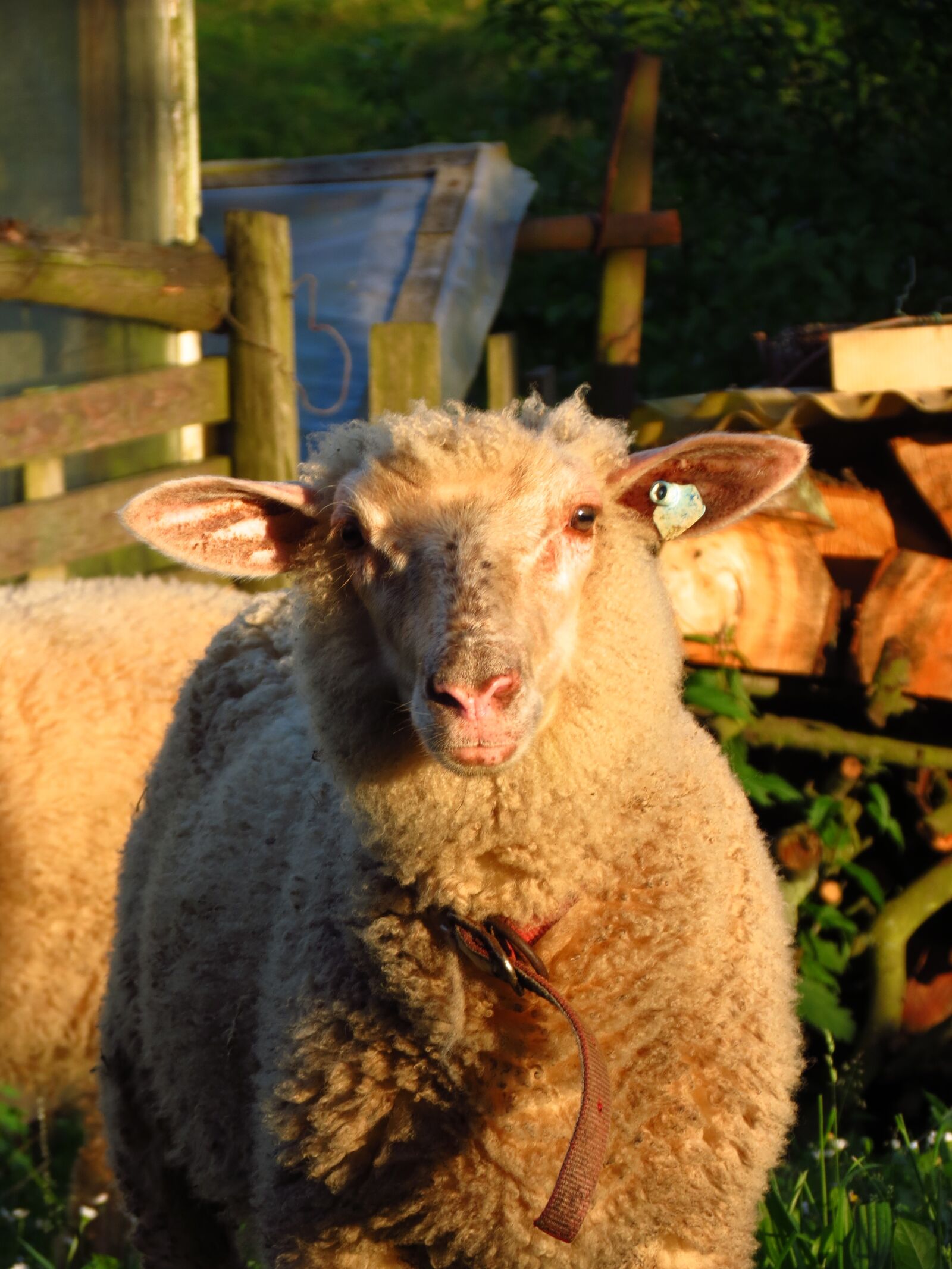 Canon PowerShot SX40 HS sample photo. Sheep, farm animal, farm photography