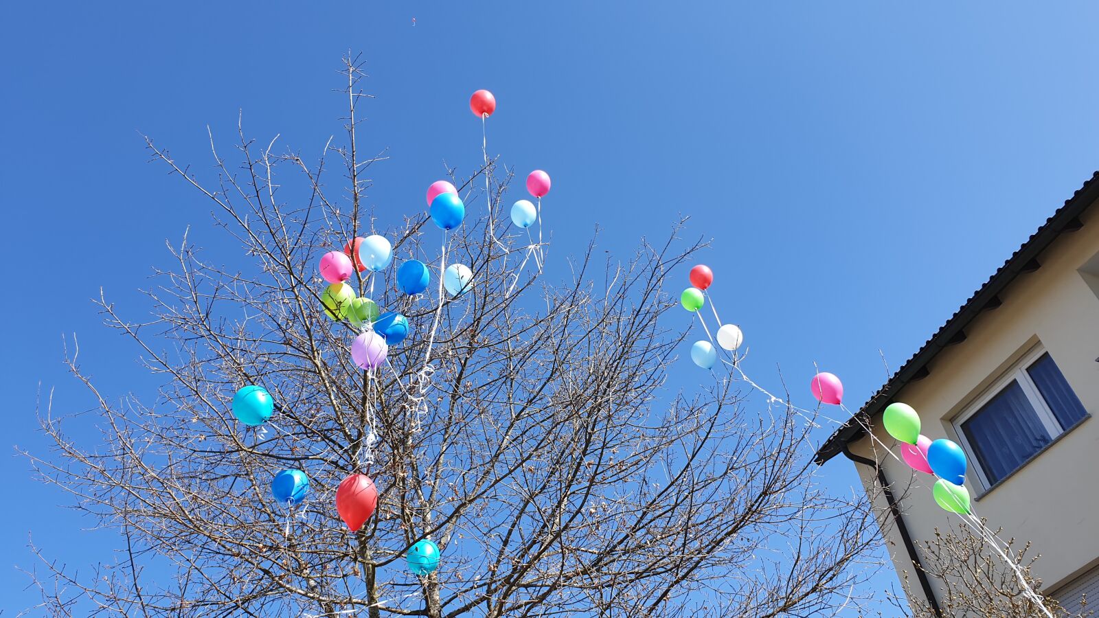 Samsung Galaxy S9+ sample photo. Balloons, tree, sky photography