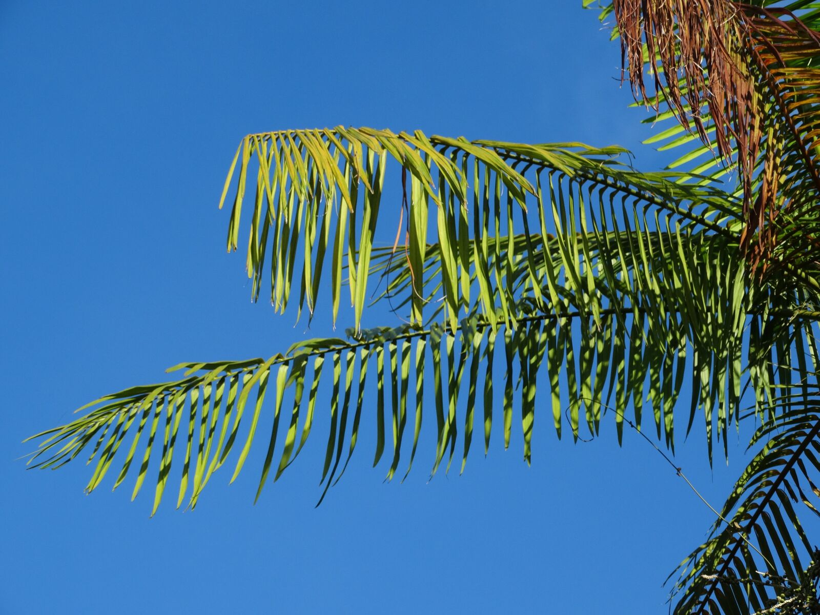 Sony Cyber-shot DSC-HX300 sample photo. Cayenne, french guiana, nature photography