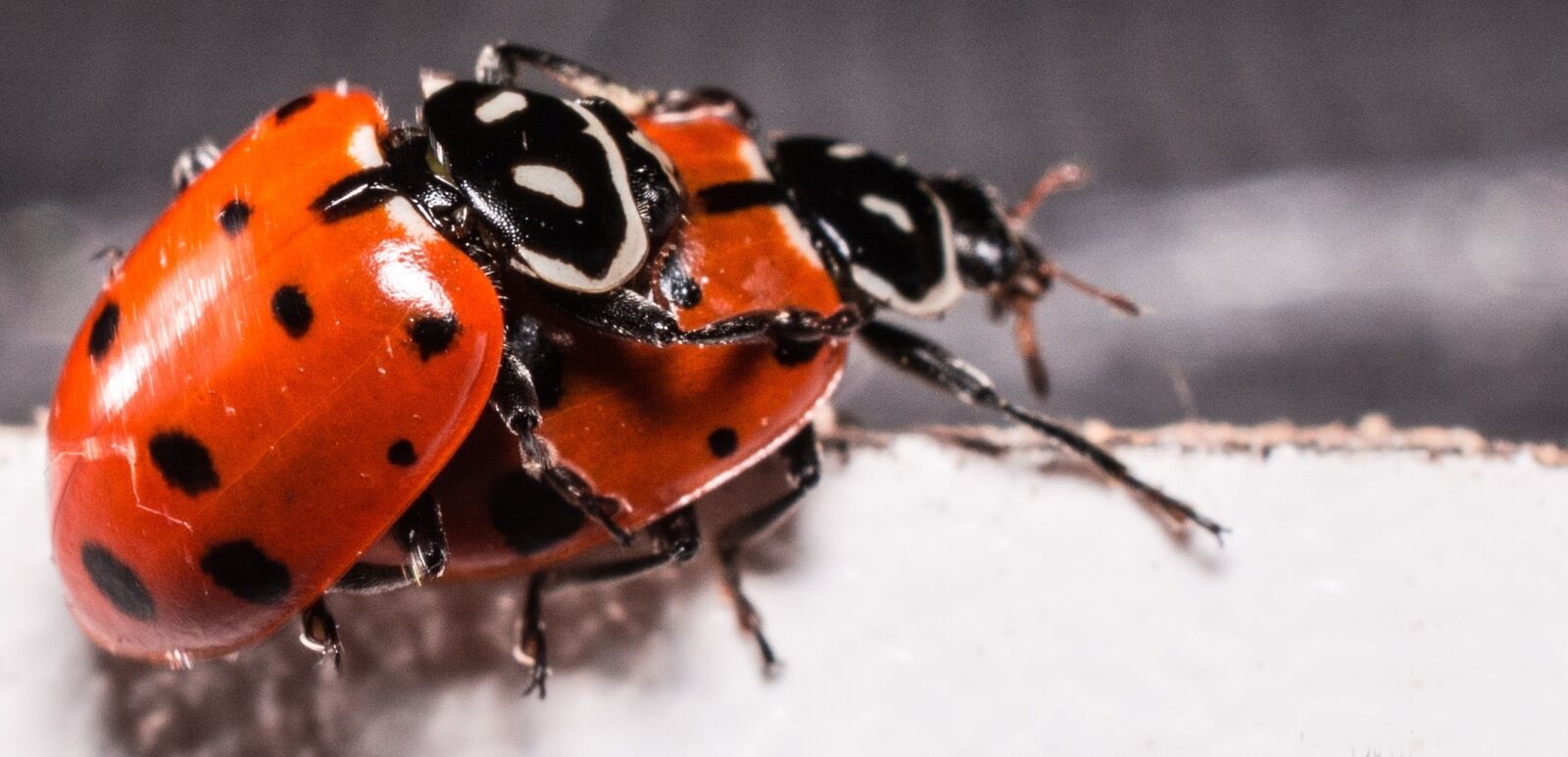 Nikon D7100 sample photo. Ladybugs, mating, red photography