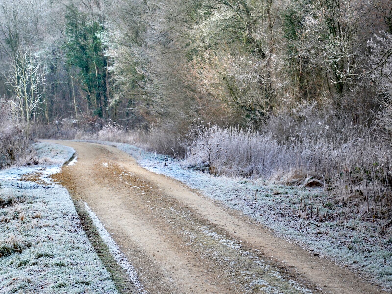 Nikon D5100 sample photo. Path, winter, frost photography