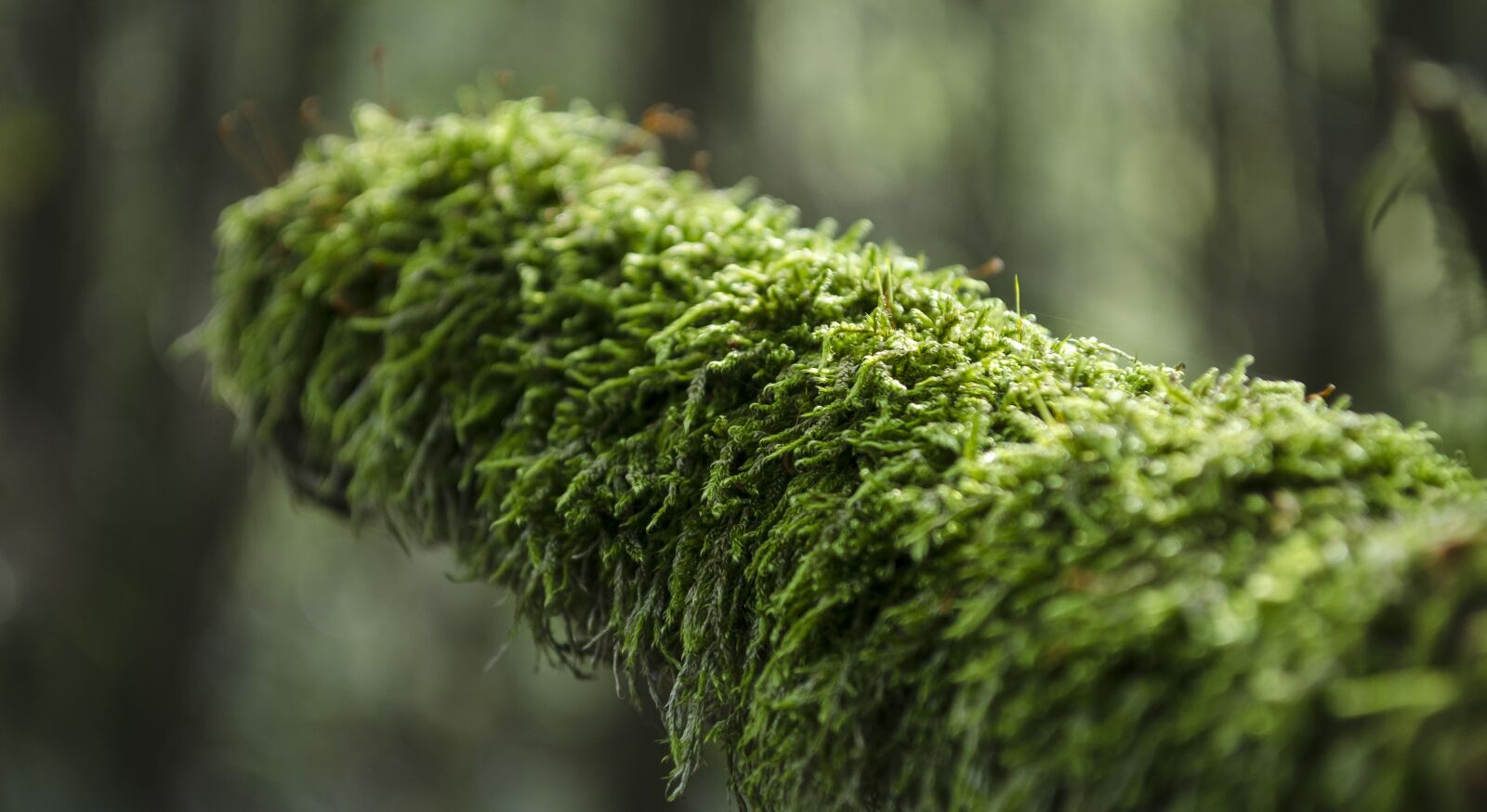 Nikon D5100 sample photo. Nature, green, moss photography
