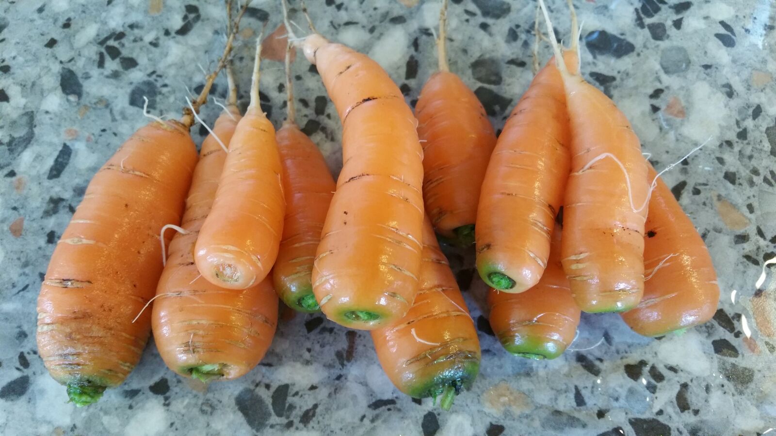 Samsung Galaxy S5 LTE-A sample photo. Carrot, carrots, tuber photography