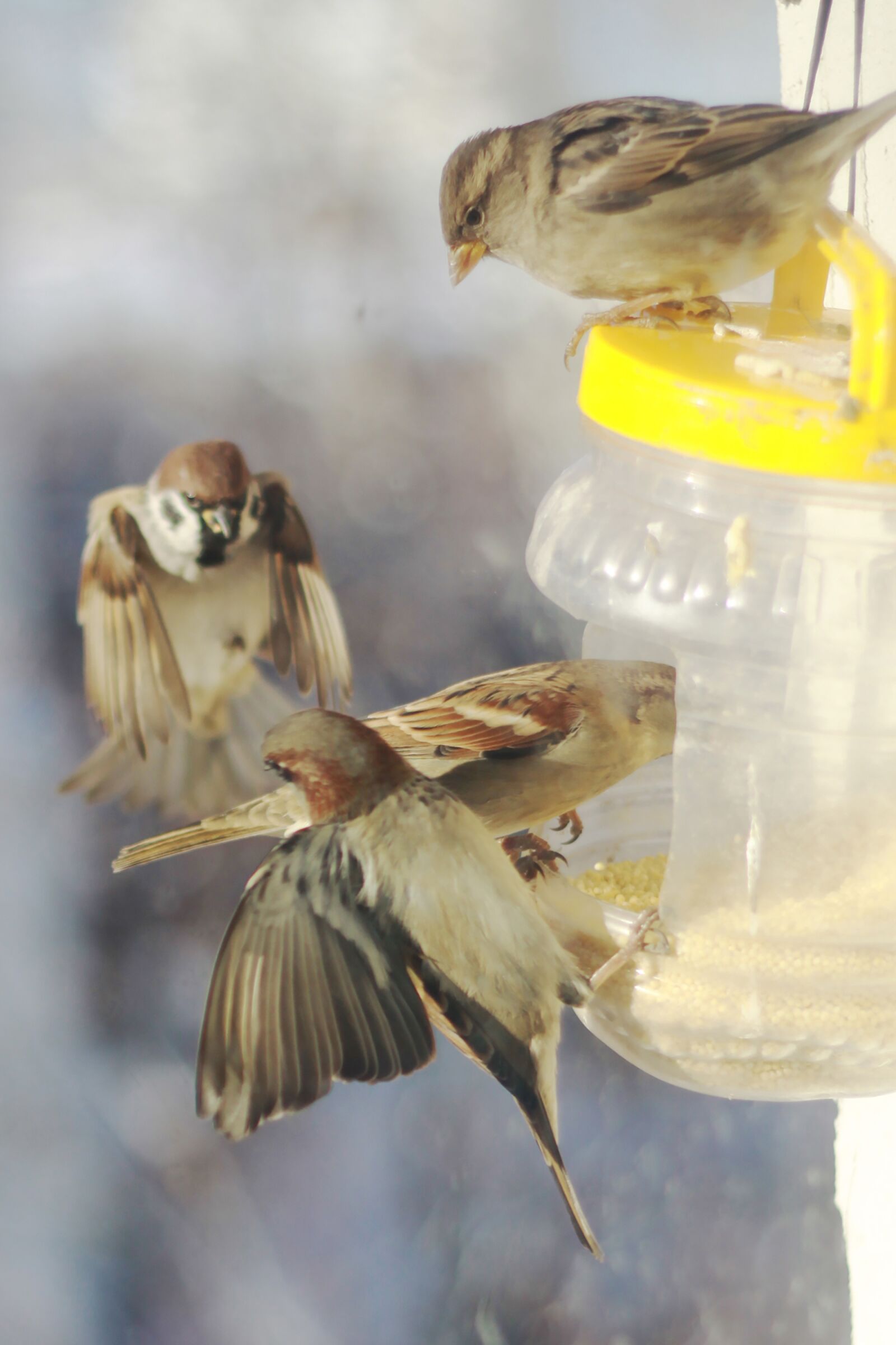 Canon EOS 50D sample photo. Sparrows, winter, russia photography