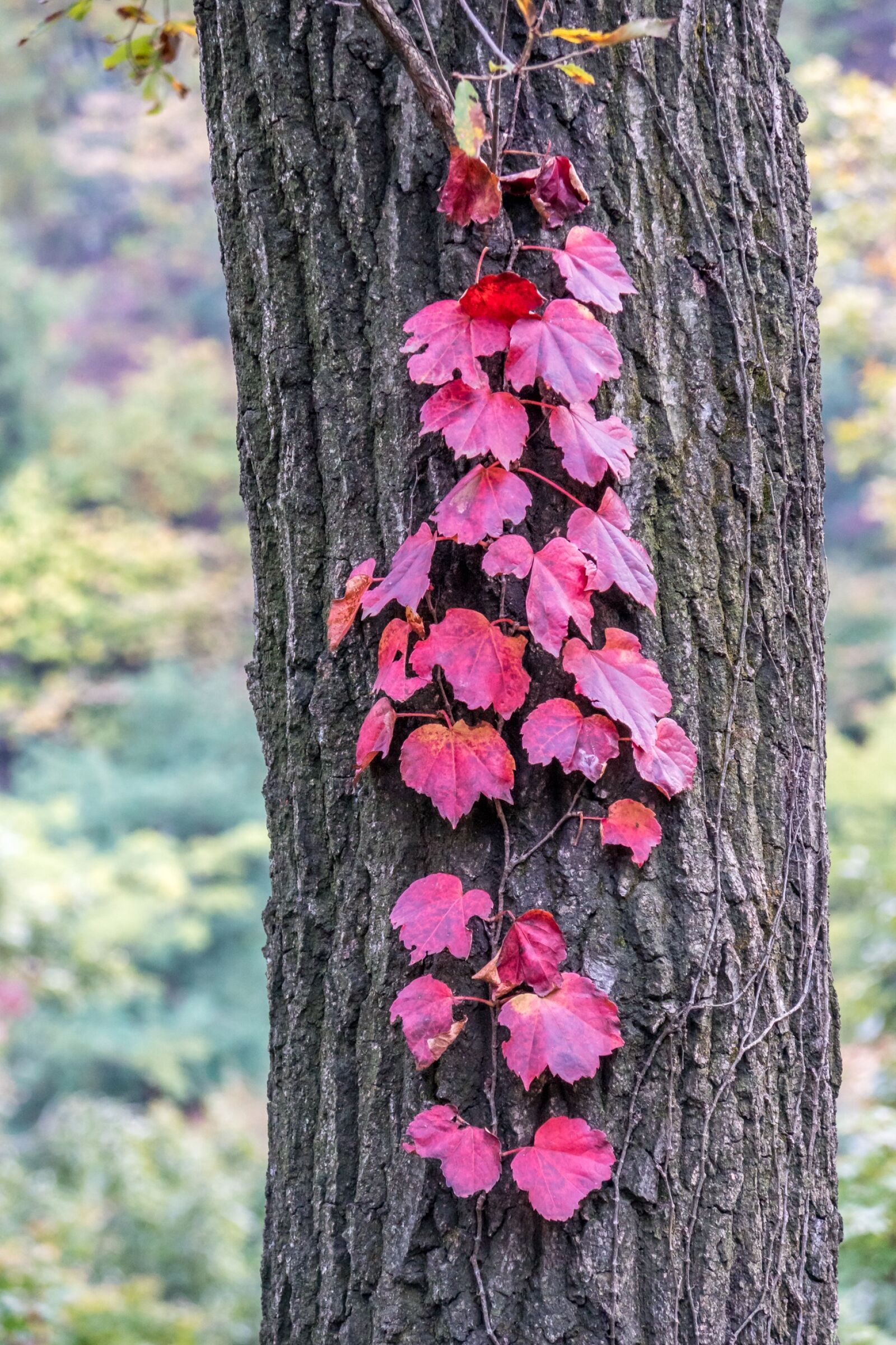 Sony DT 16-105mm F3.5-5.6 sample photo. Korea, leaves, autumn photography