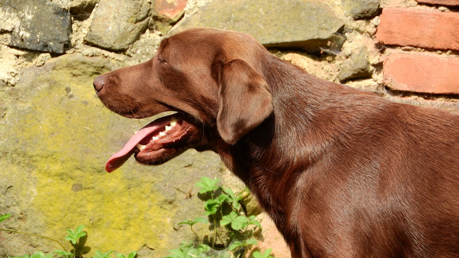 Nikon Coolpix P610 sample photo. Labrador, labrador retriever, dog photography