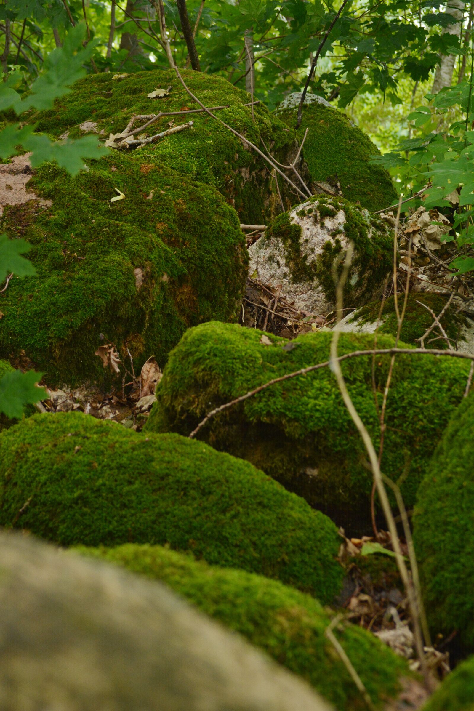 Nikon D7100 sample photo. Russia, forest, nature photography