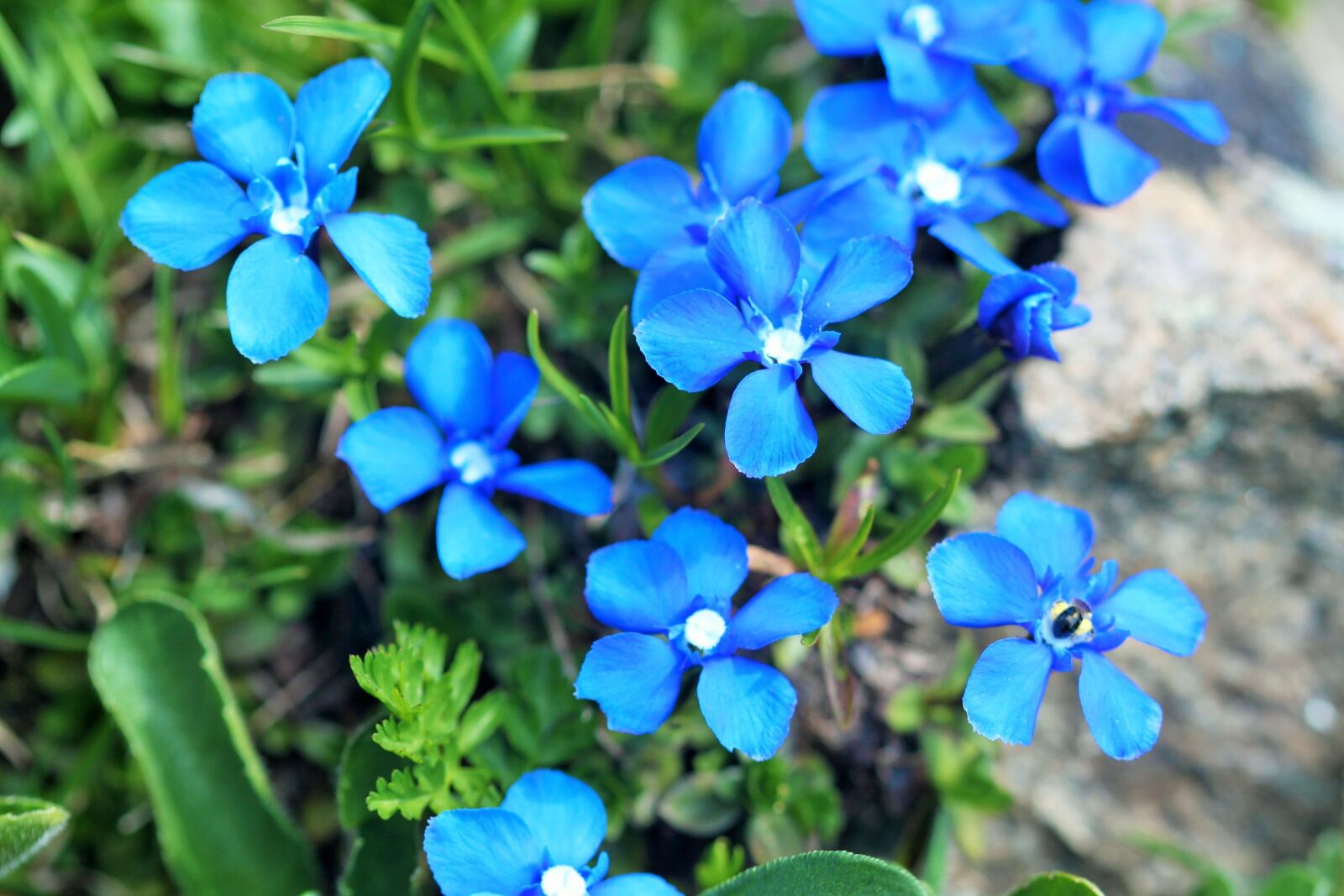 Canon EOS 500D (EOS Rebel T1i / EOS Kiss X3) sample photo. Nature, flower, blue photography