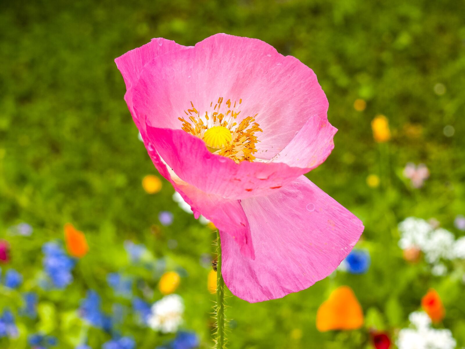 Olympus E-3 sample photo. Flower, blossom, bloom photography