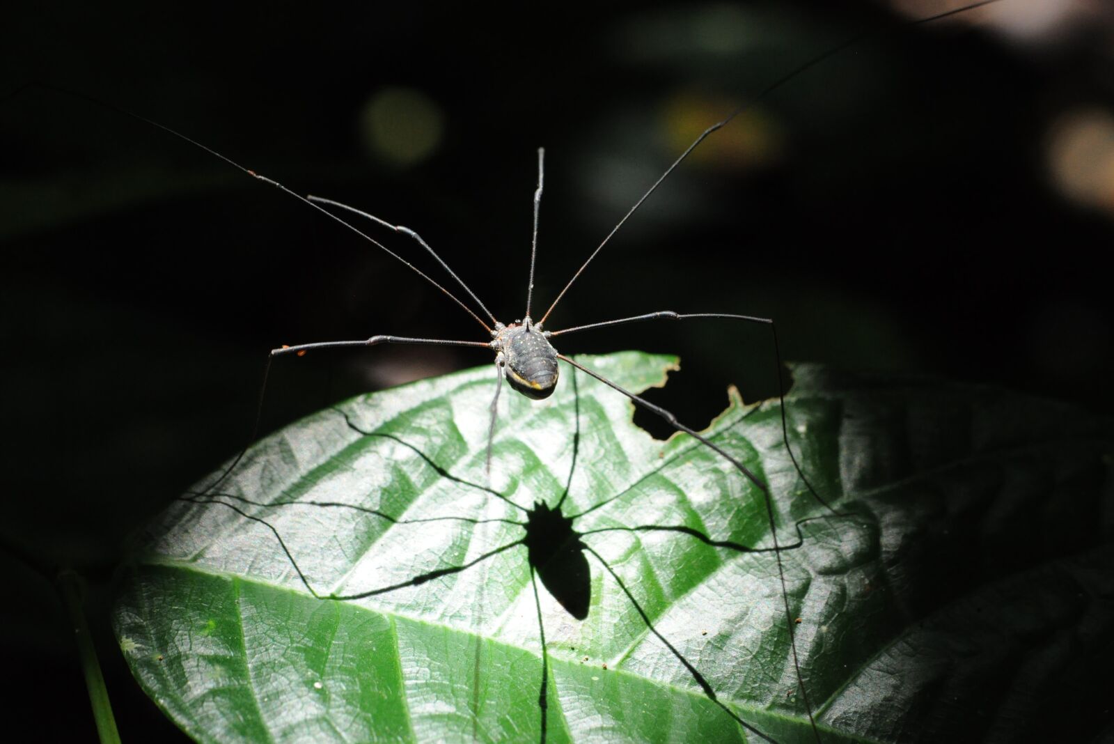 Nikon D90 sample photo. Spider, leaf, shadow photography