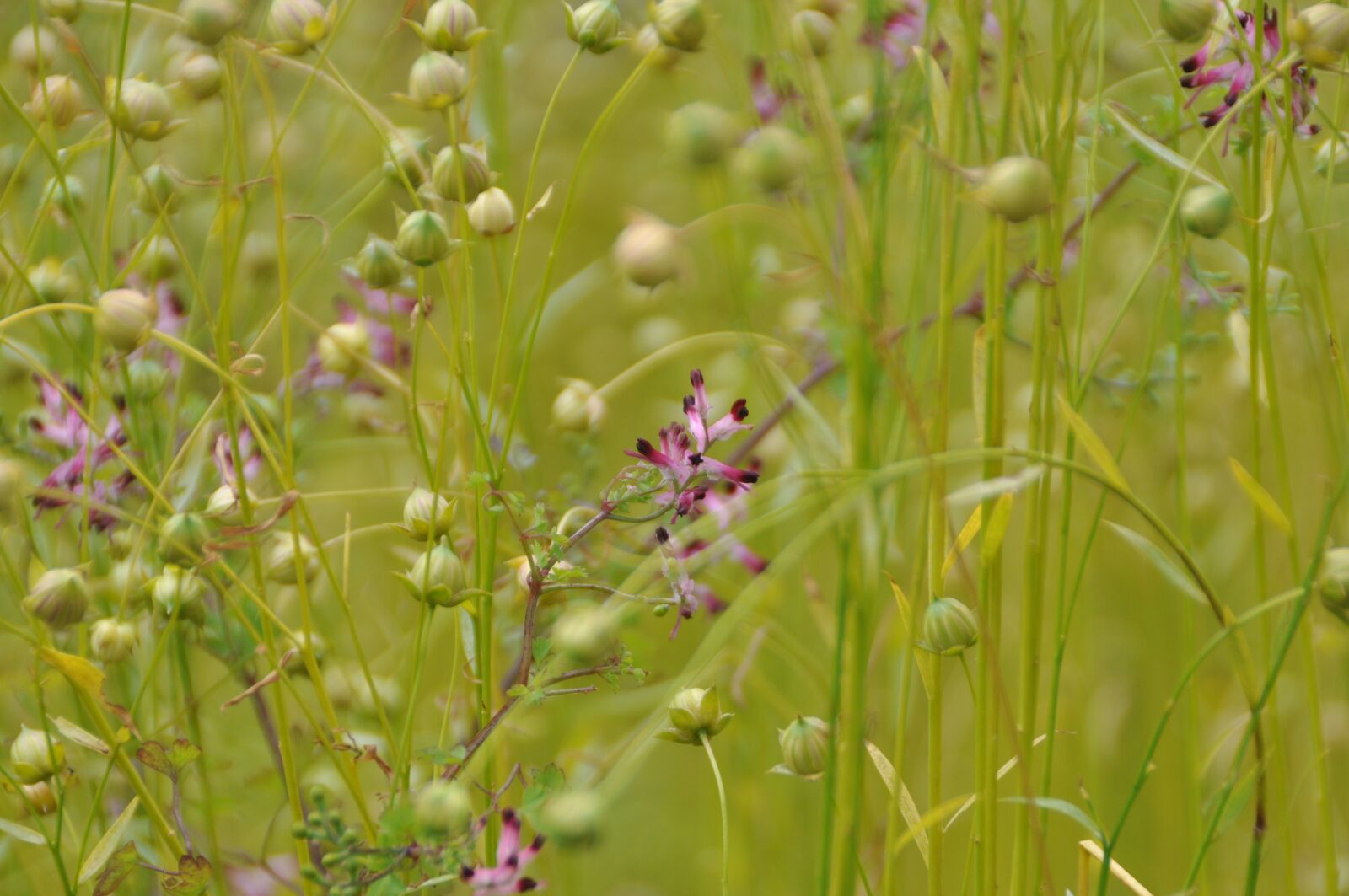 Nikon D5000 sample photo. Meadow, flowers, green photography