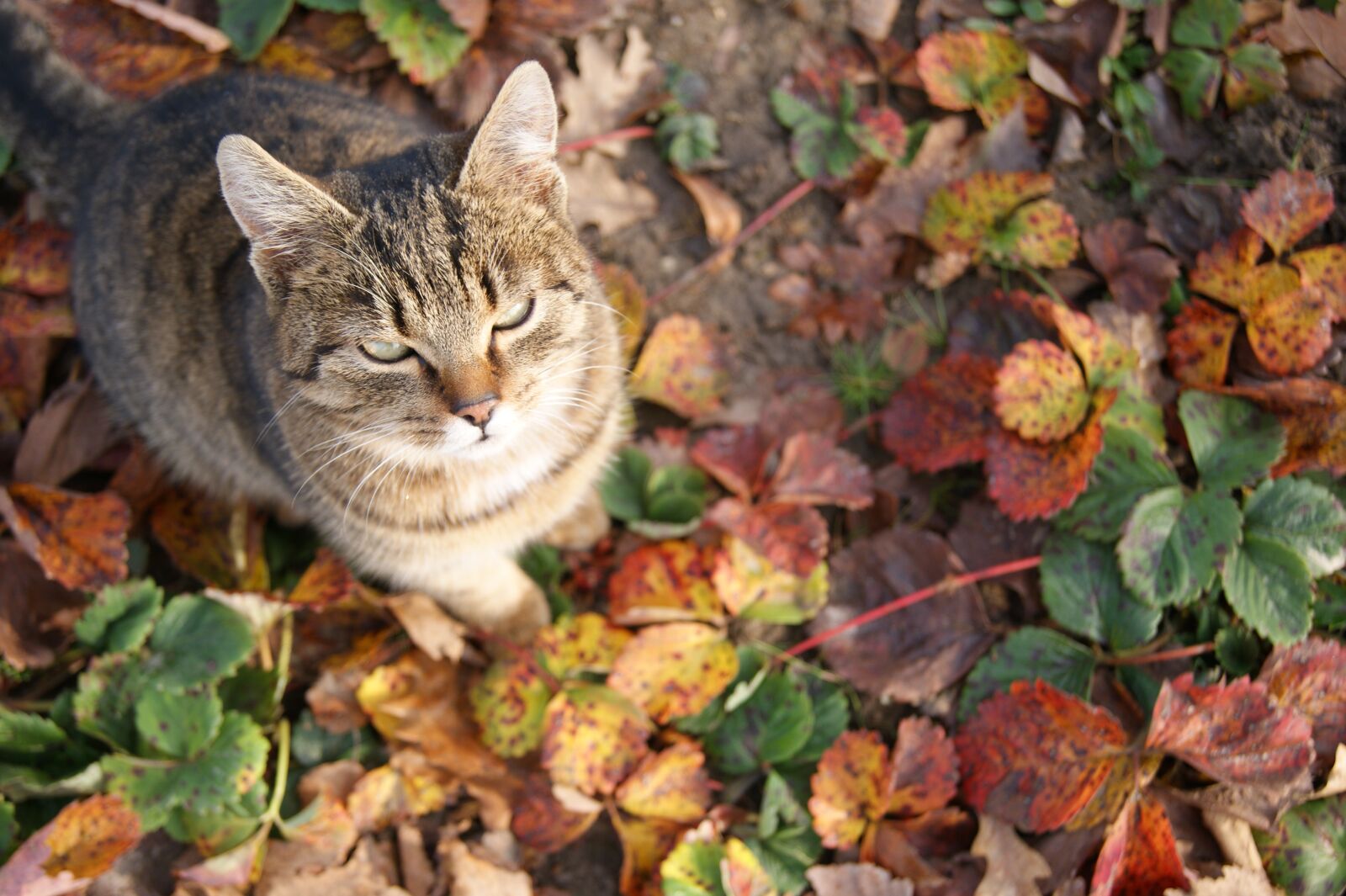 Sony Alpha DSLR-A390 sample photo. Cat's eyes, cat, inmate photography