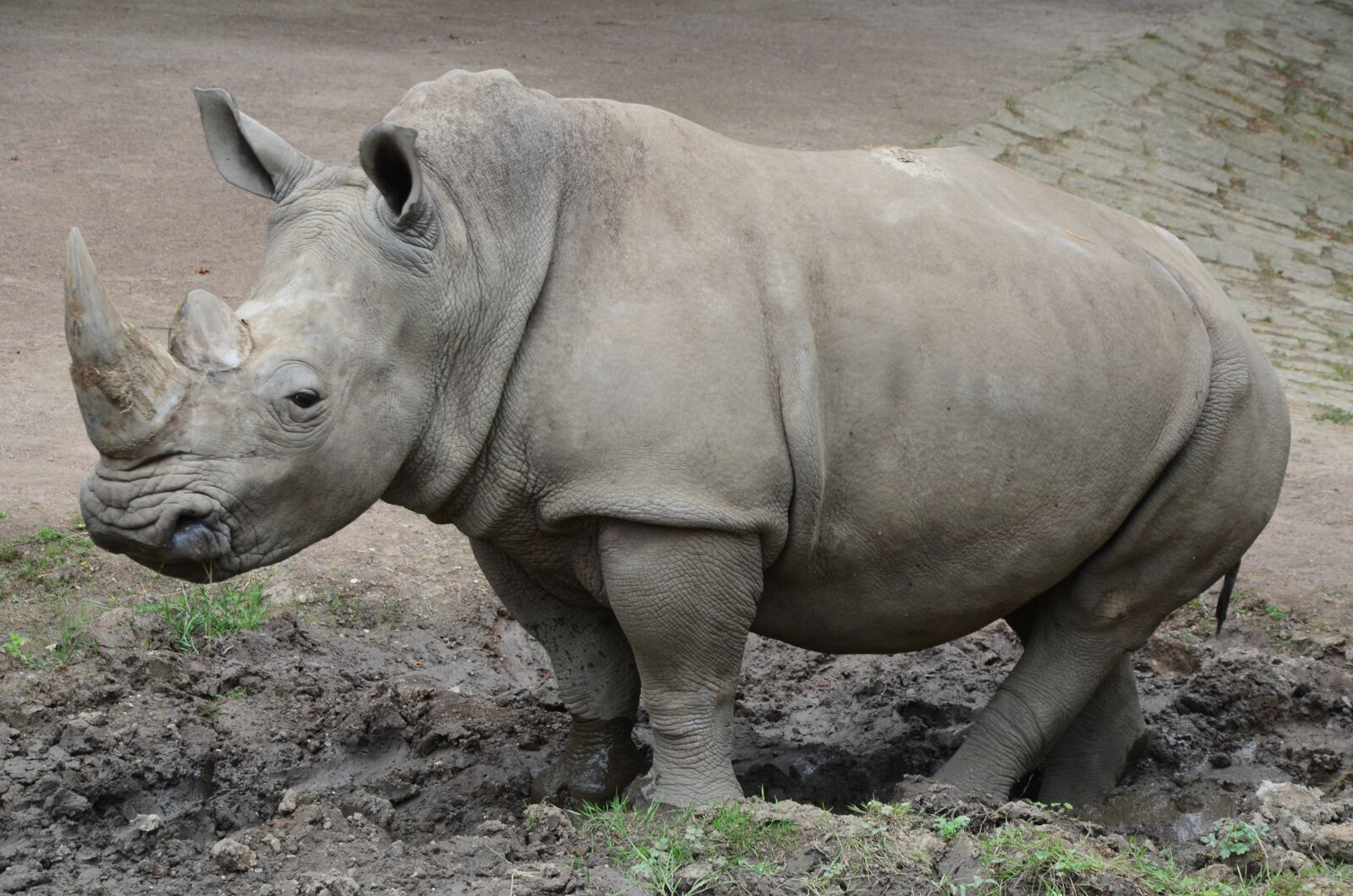 Nikon D5100 sample photo. Rhino, zoo, nature park photography