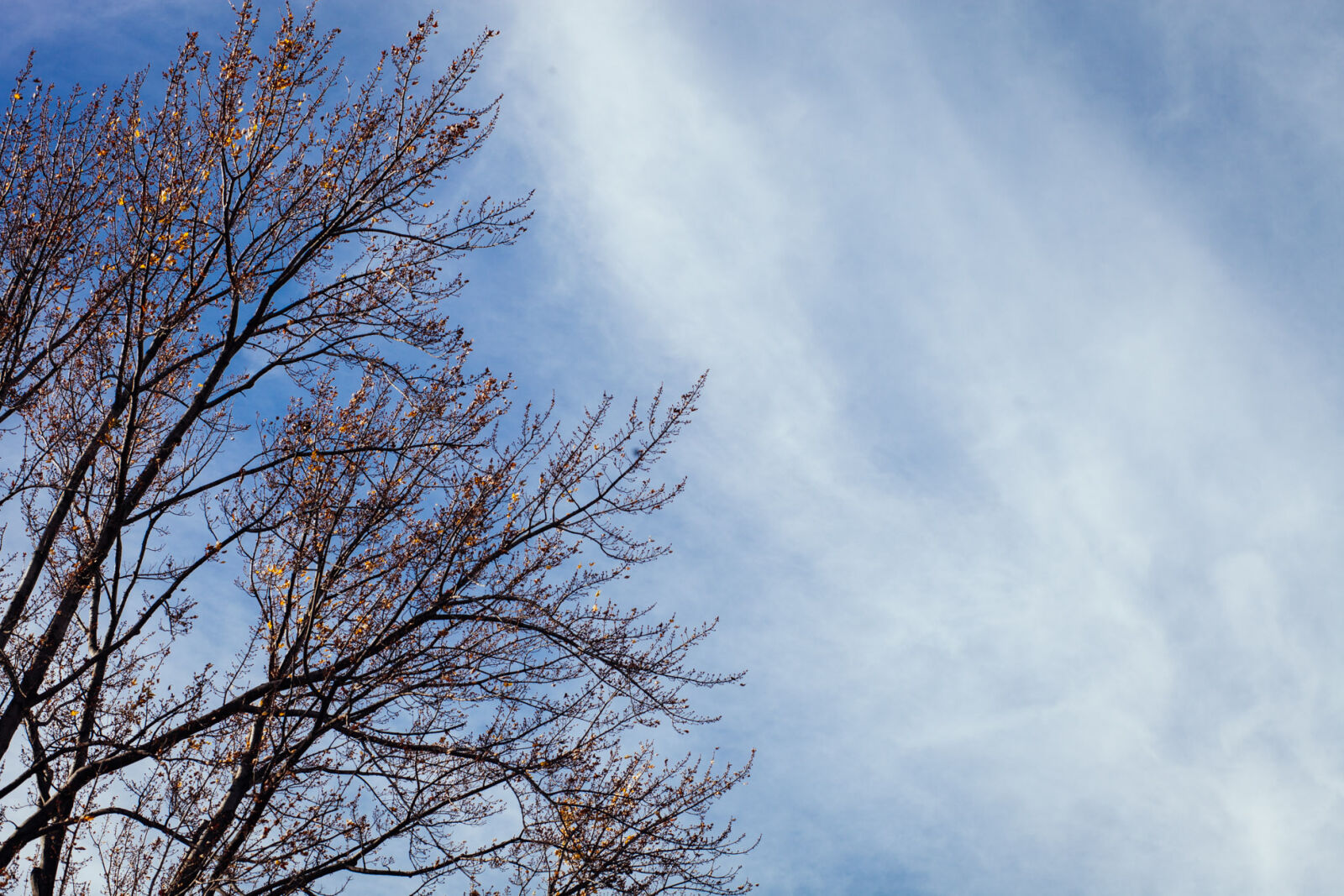 Canon EOS 5D Mark II + Canon EF 85mm F1.8 USM sample photo. Clouds, leaves, sky, tree photography